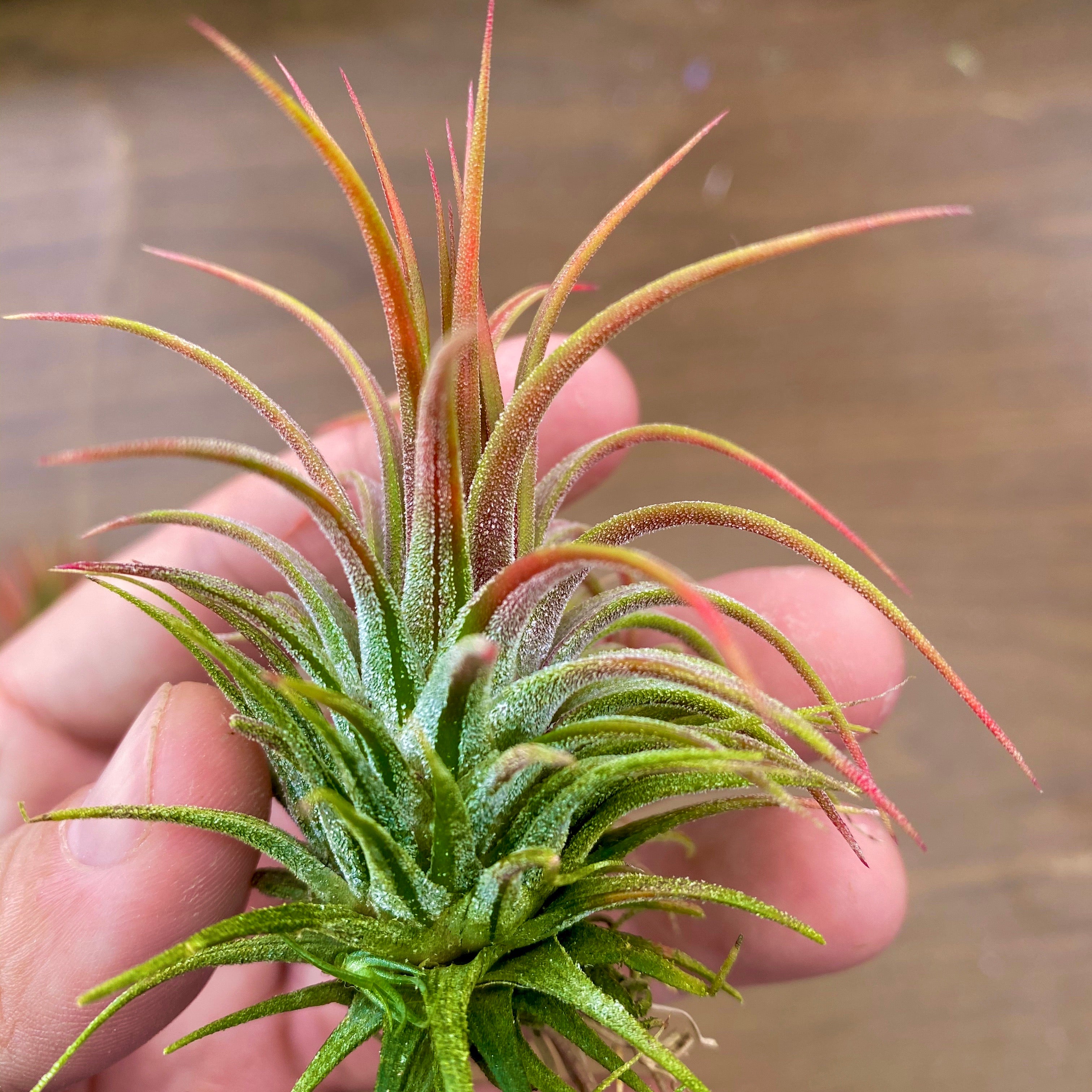 Unique ionantha variety pack <br> you will receive the set pictured