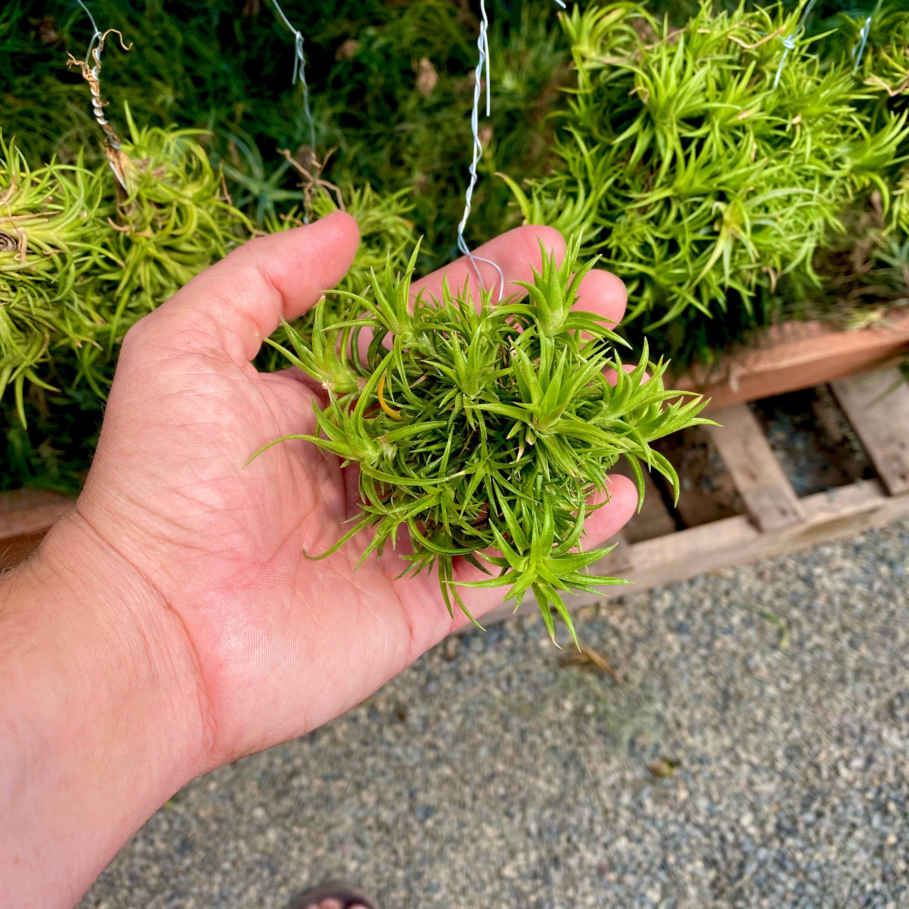 Neglecta Clump On Hanging Wire