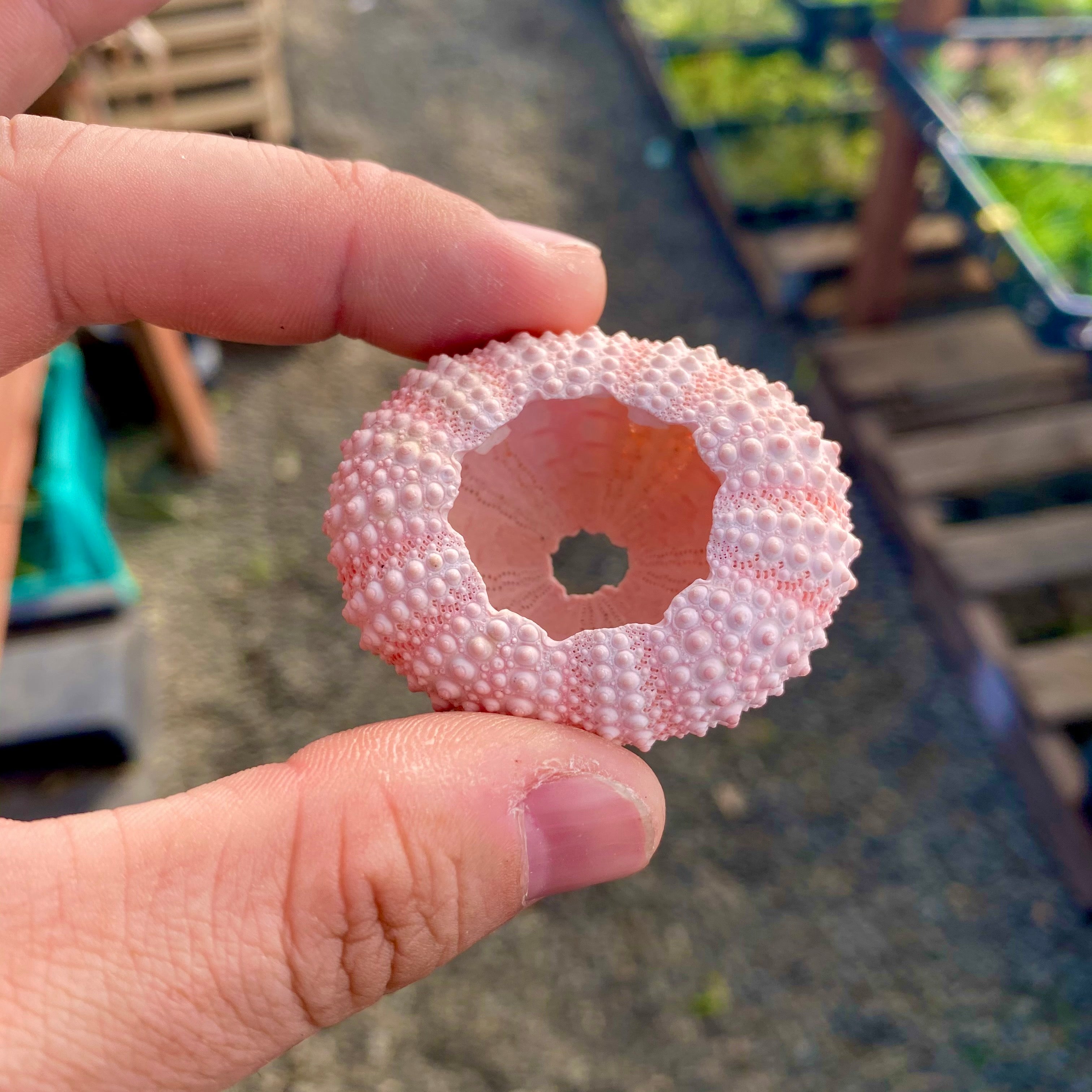 Pink/White Sea Urchin Shell <br> (Buy 3 and Save)