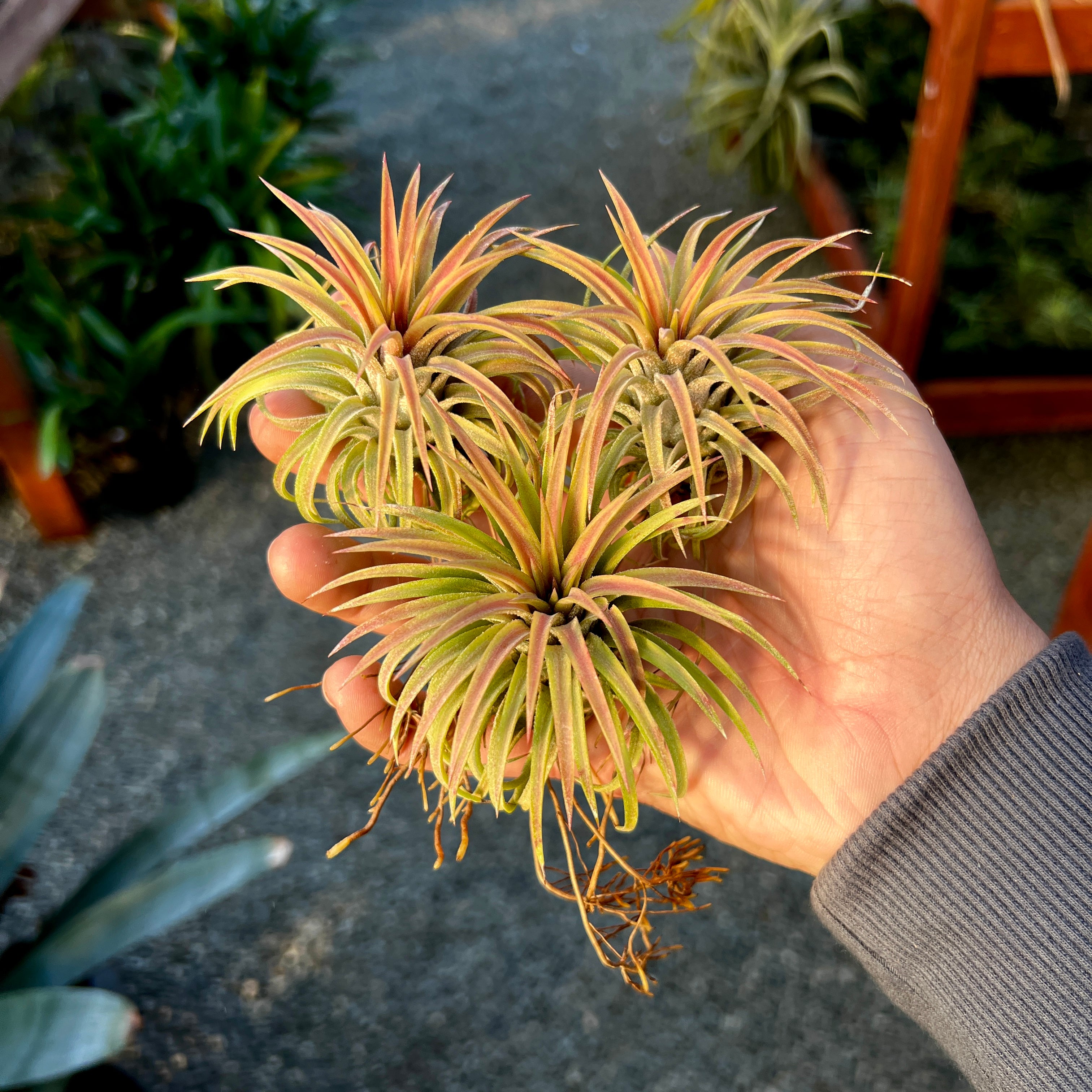 ionantha fountain <br> Beautiful Coloring