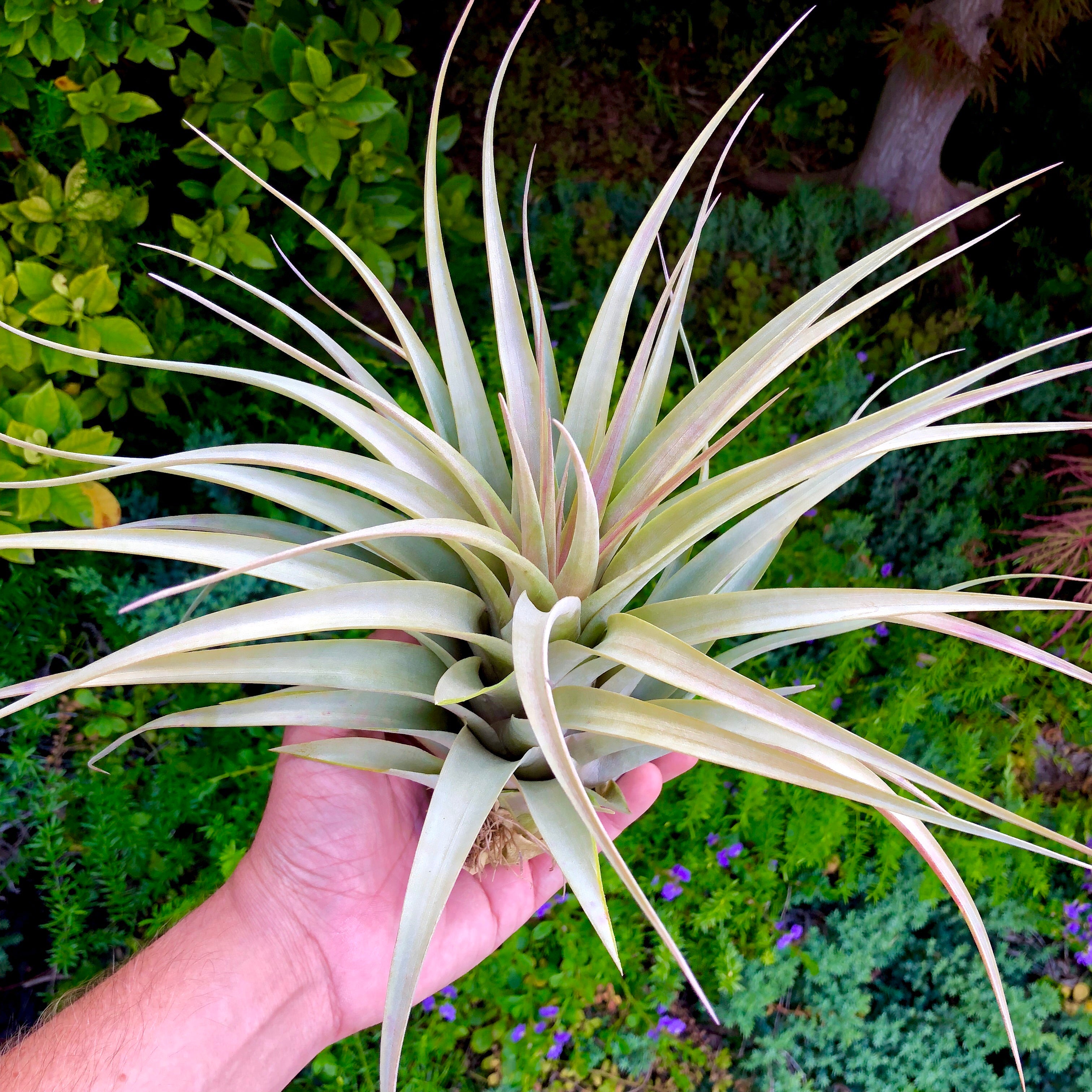 T. Bronze Crown Air Plant Tillandsa Large Size For Sale