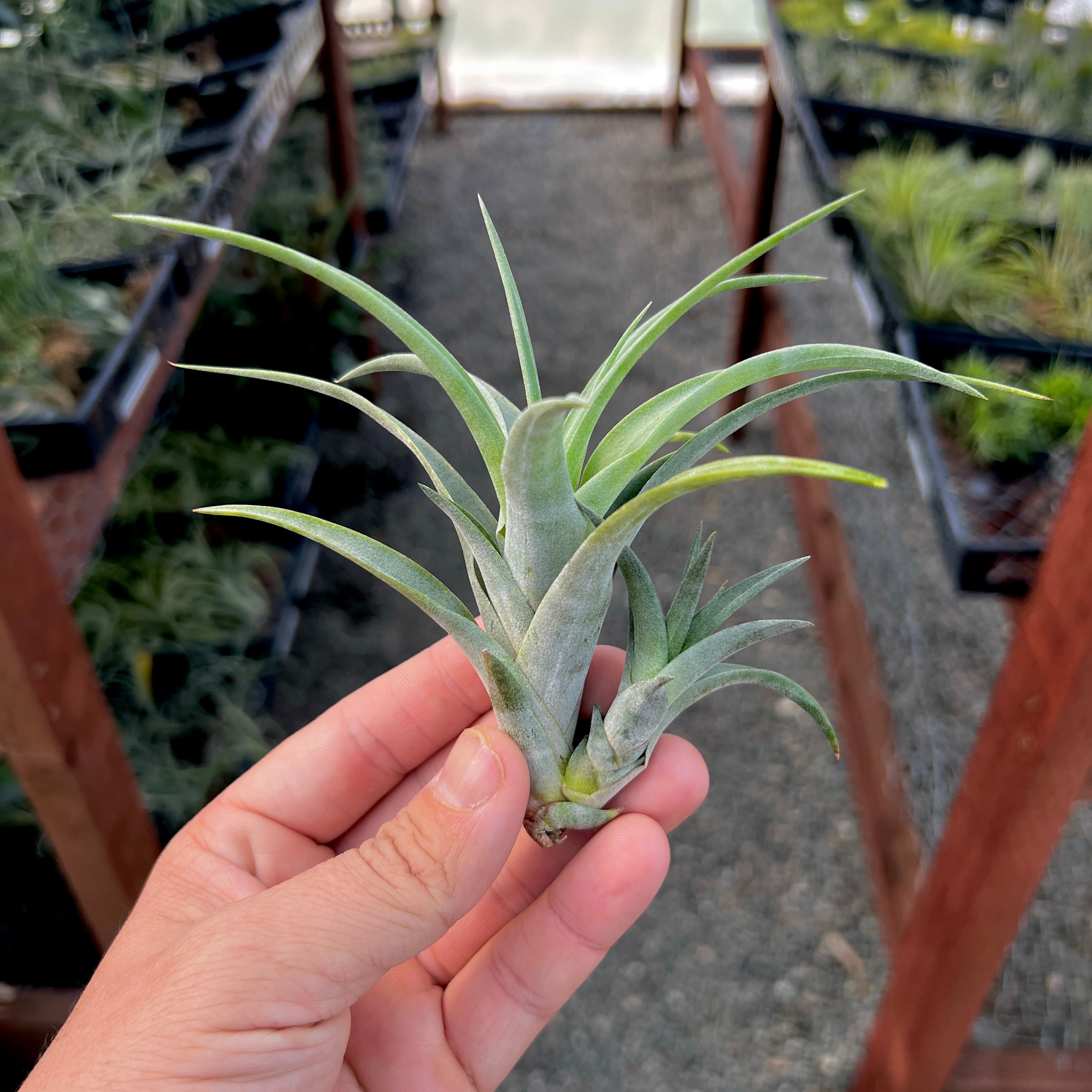 Flexuosa Air Plant Tillandsia Offset Pup Viviparous