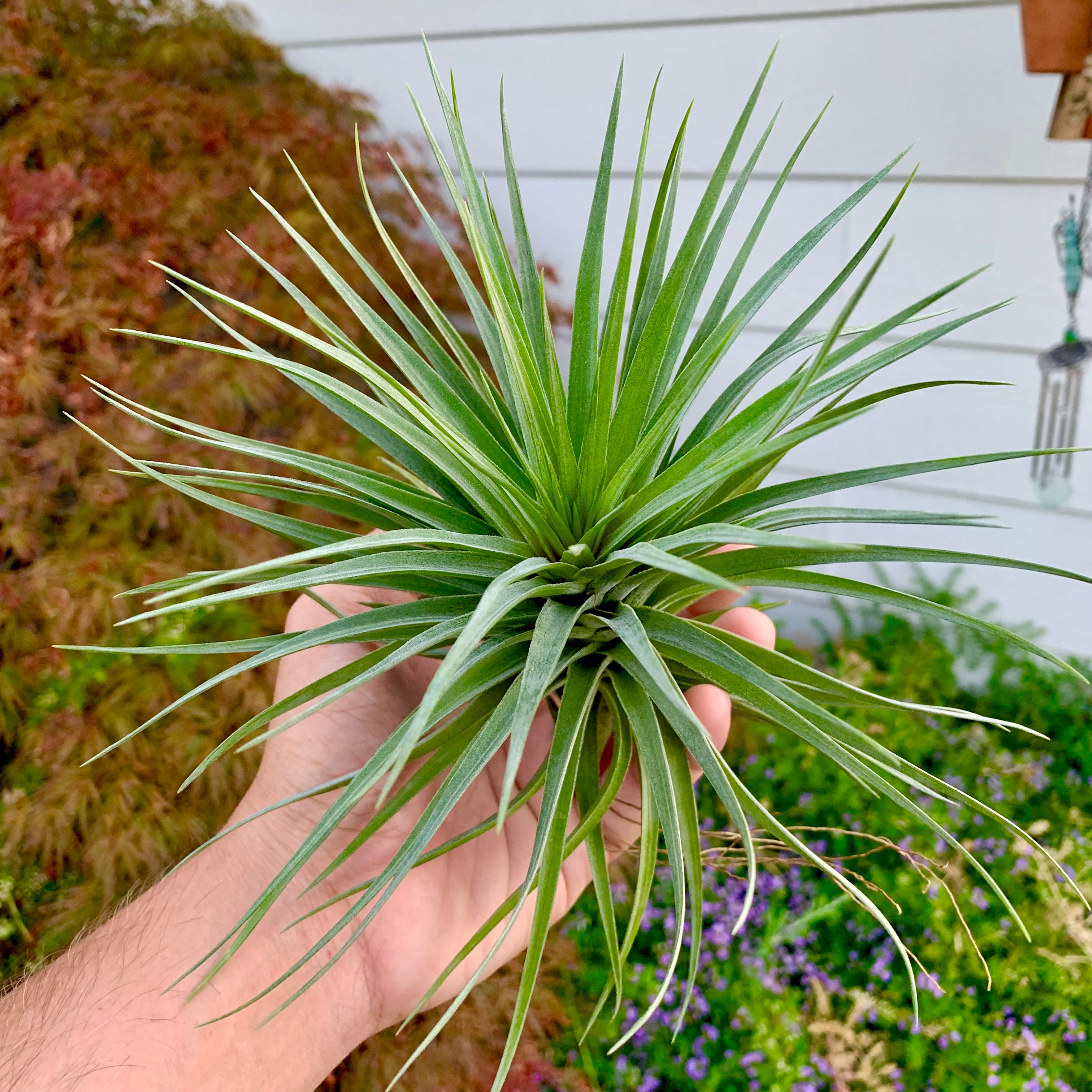 Stricta Starburst