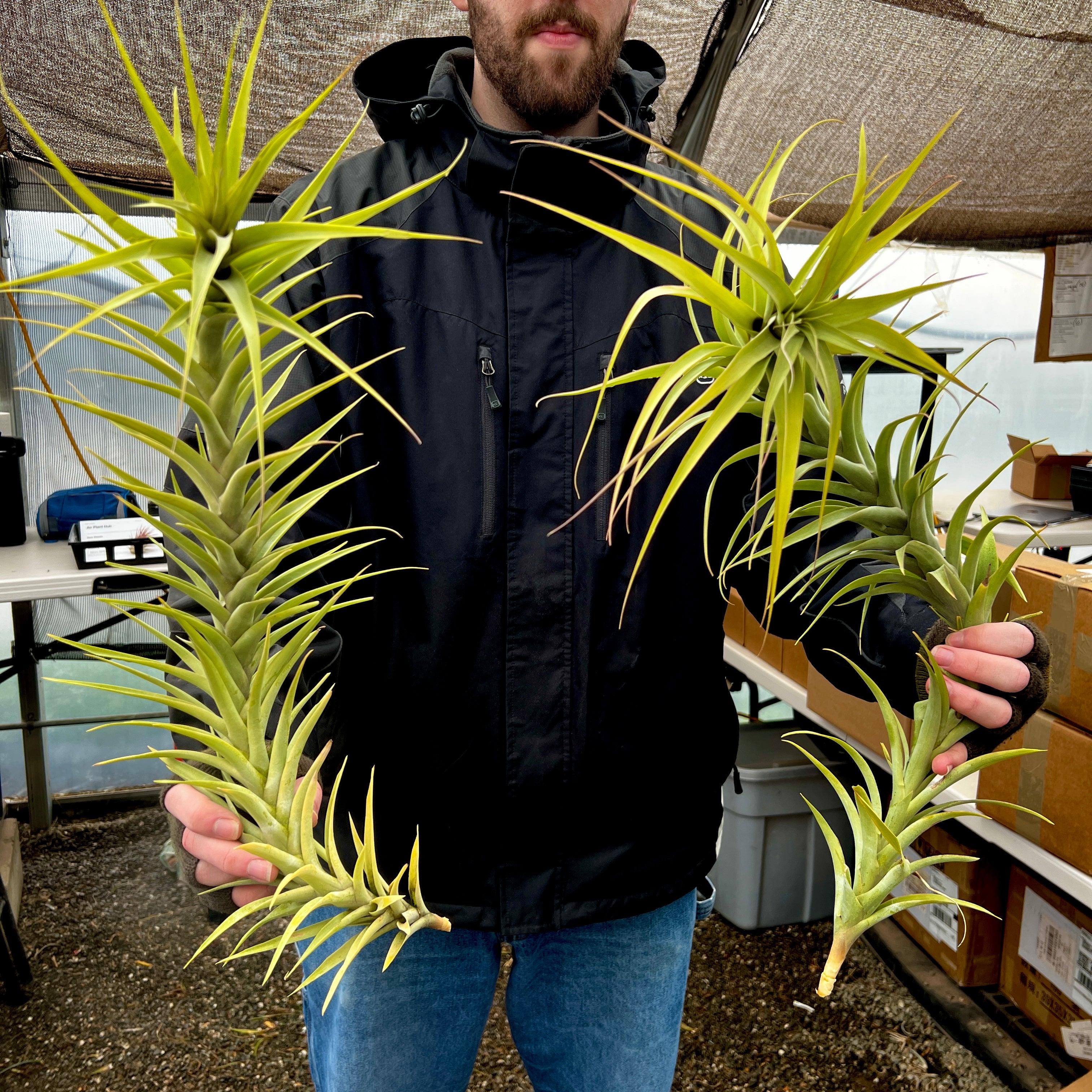 air plant that looks like hair Latifolia Caulescent Large