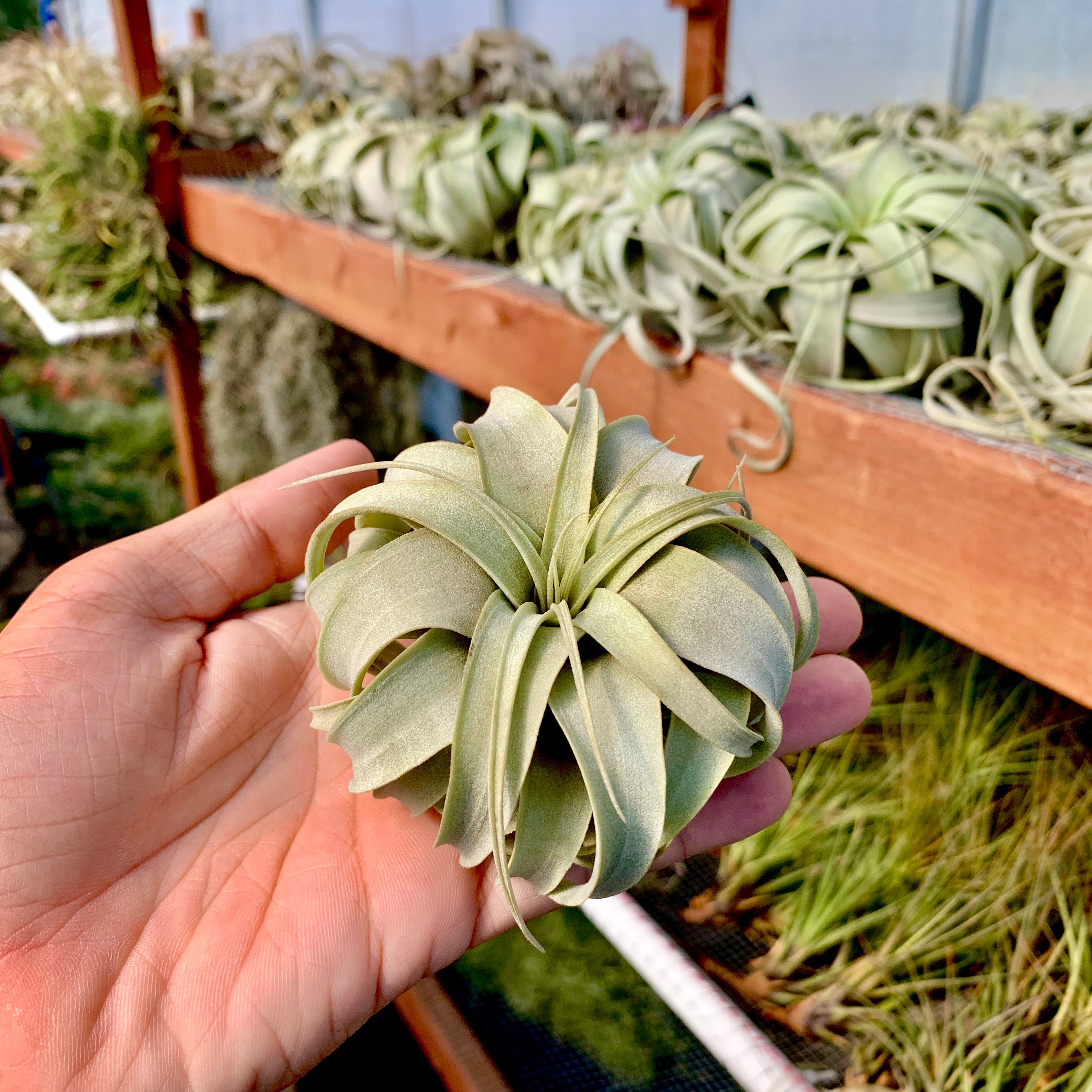 Wholesale Xerographica Small <br> (Minimum order 3)