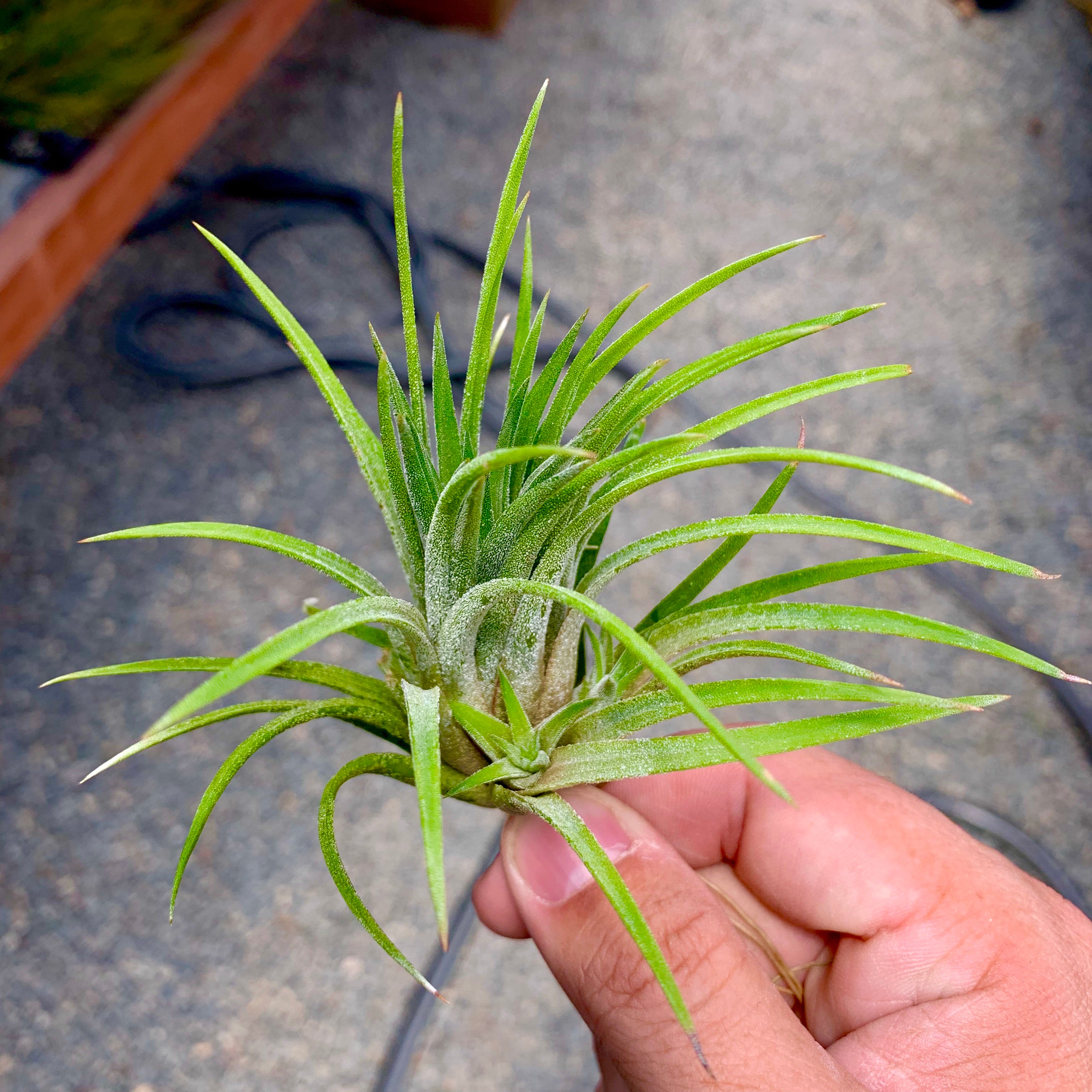 Ionantha Grace <br> (Elegant!)