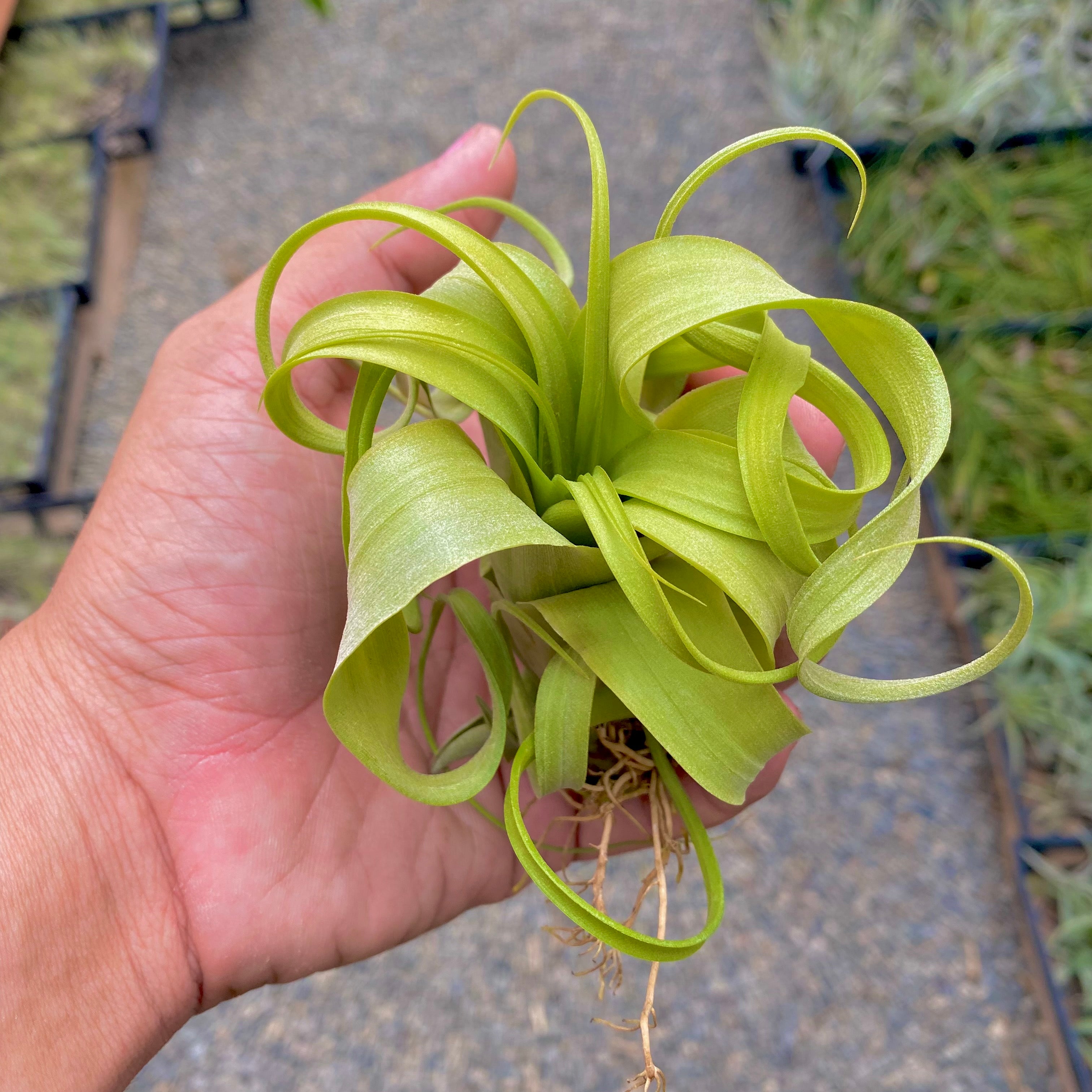 Twisted Tim  <br> (Intermedia x Capitata)