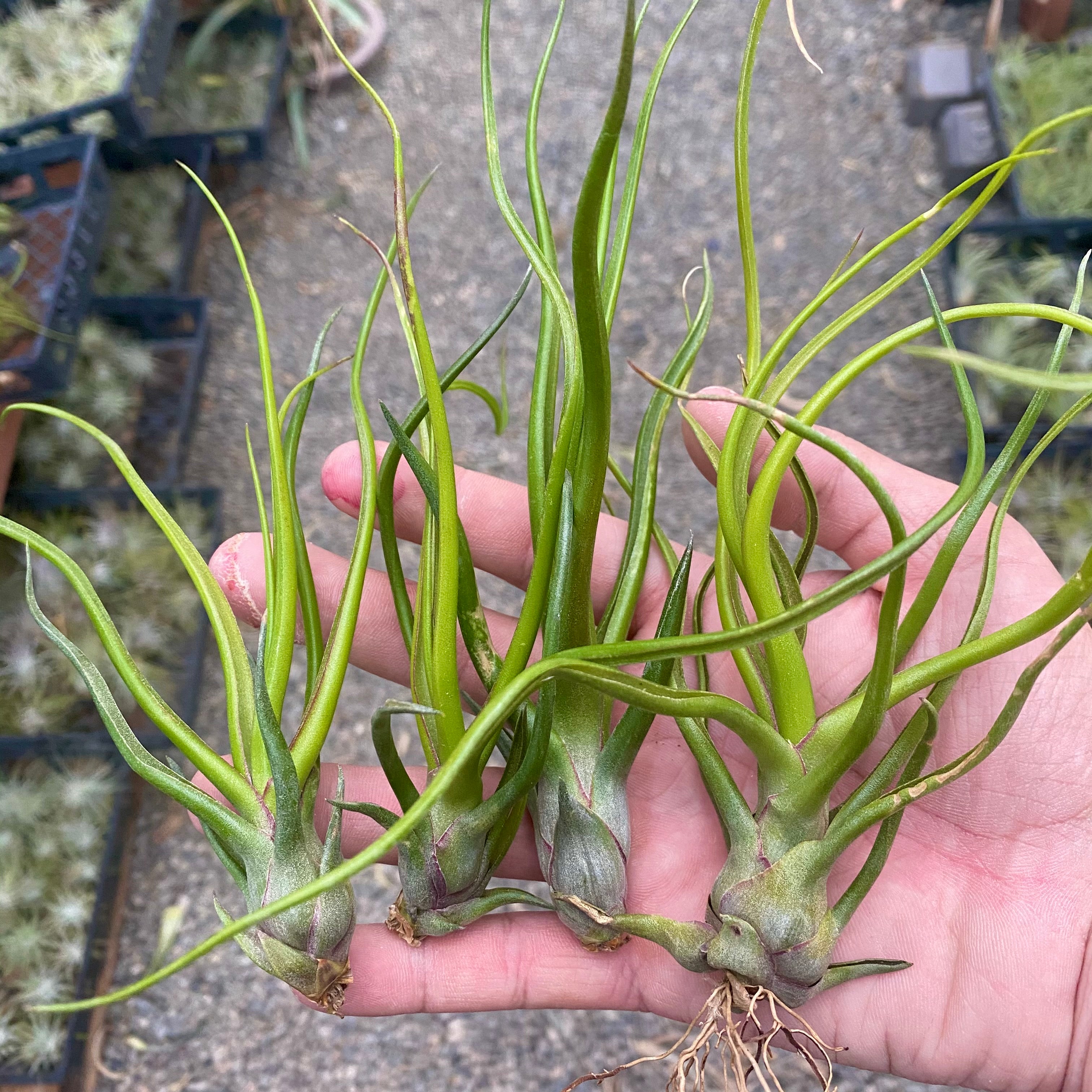 bulbosa air plant flower Showtime , (T. bulbosa X T. streptophylla)