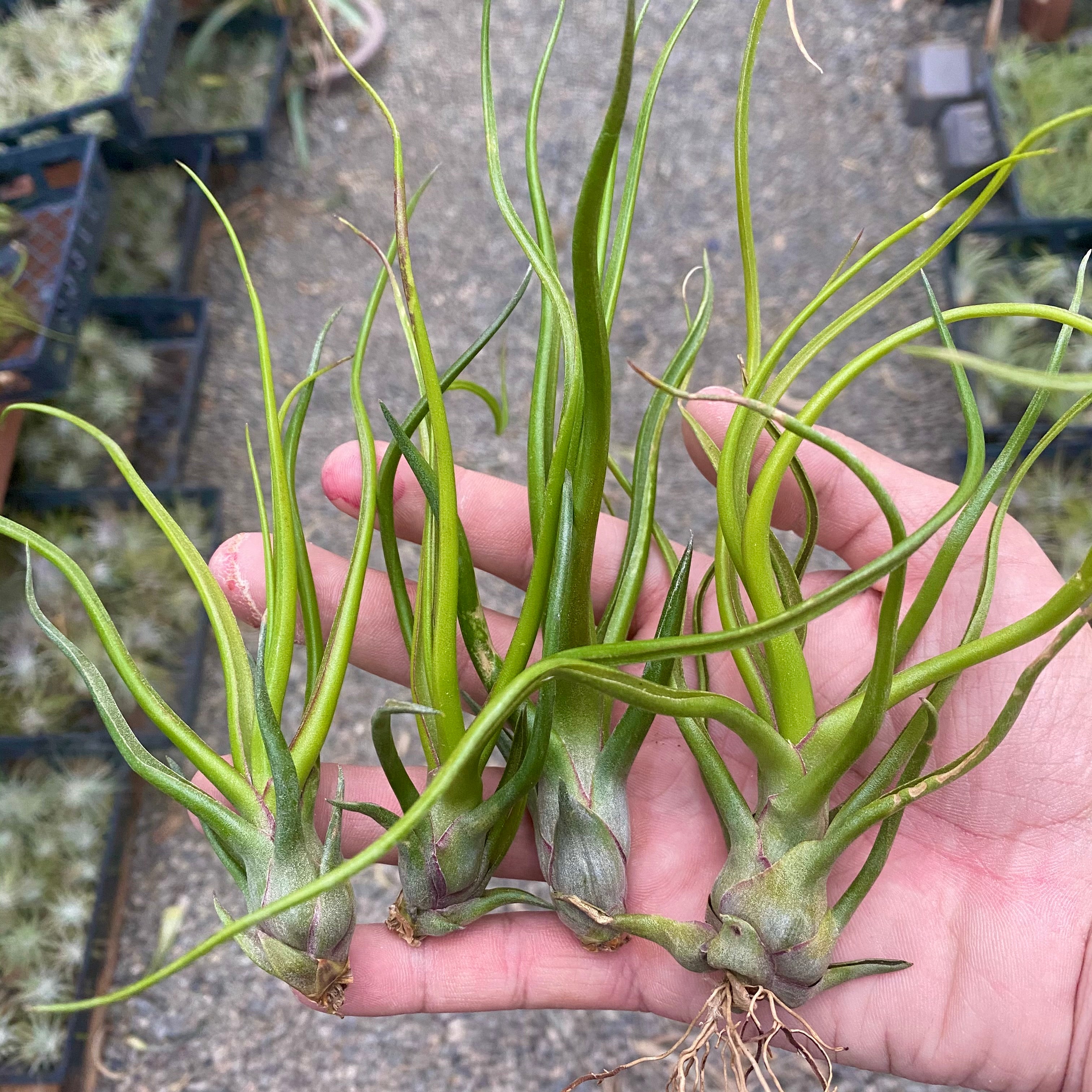 Tillandsia Showtime Rare Bulbosa Hybrid Air Plant For Sale