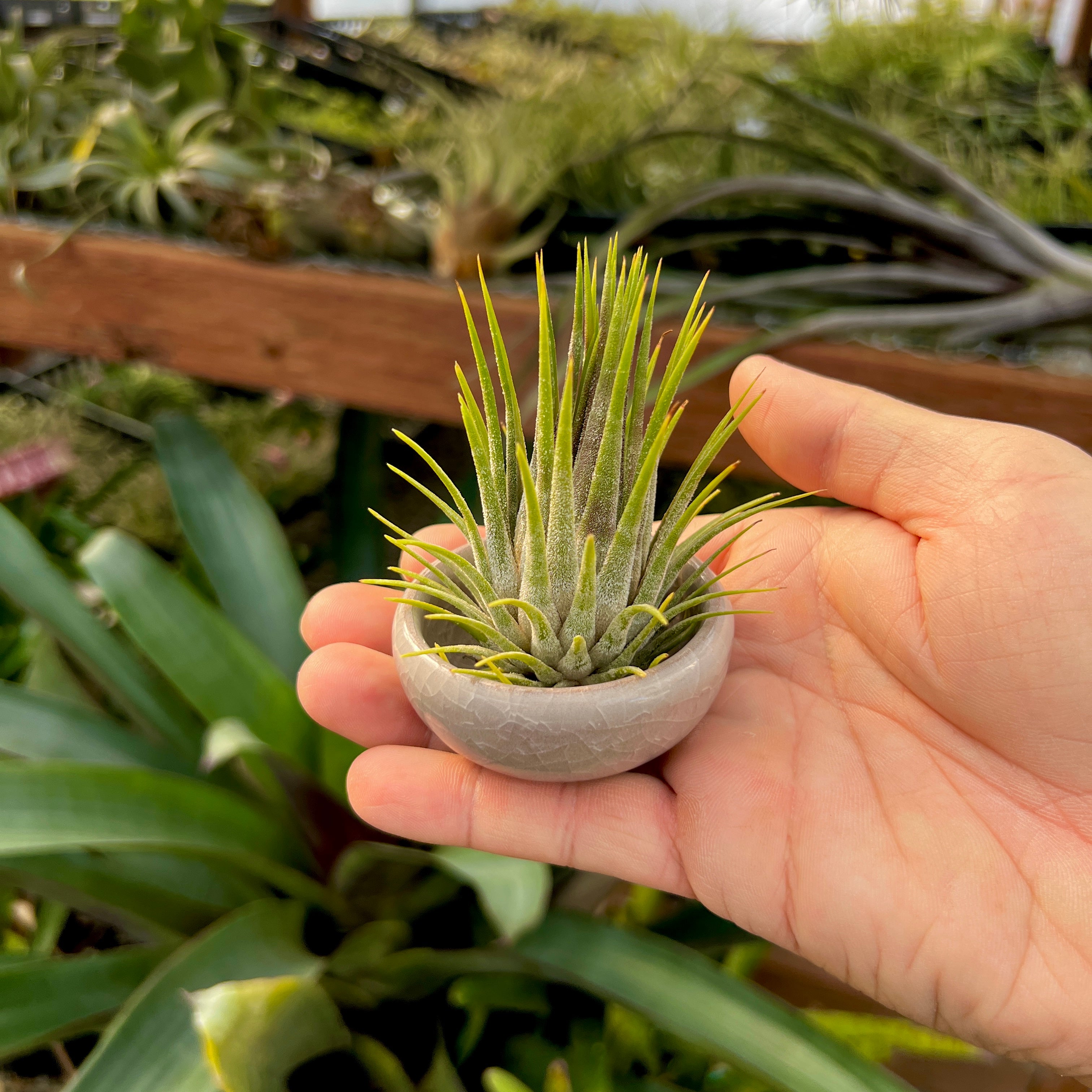 Ice Glazed Ceramic Mini Air Plant Holder