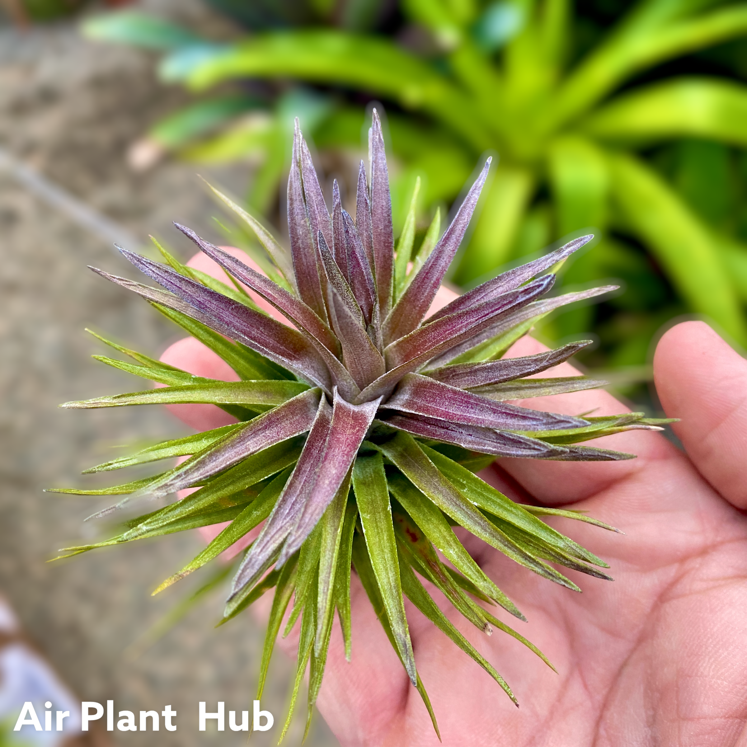 Tenuifolia Purple Fan