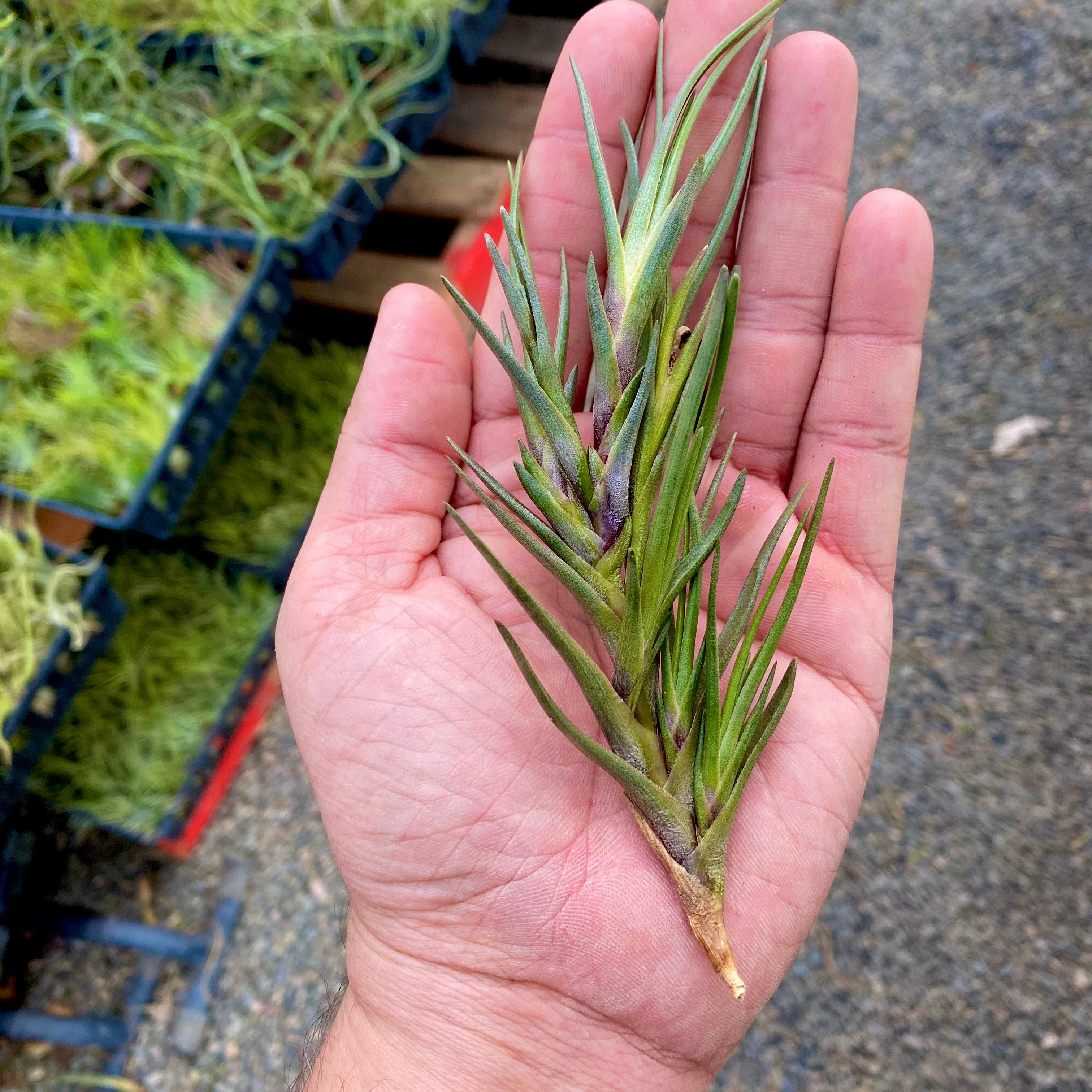 tillandsia albertiana air plant with offset pups for sale