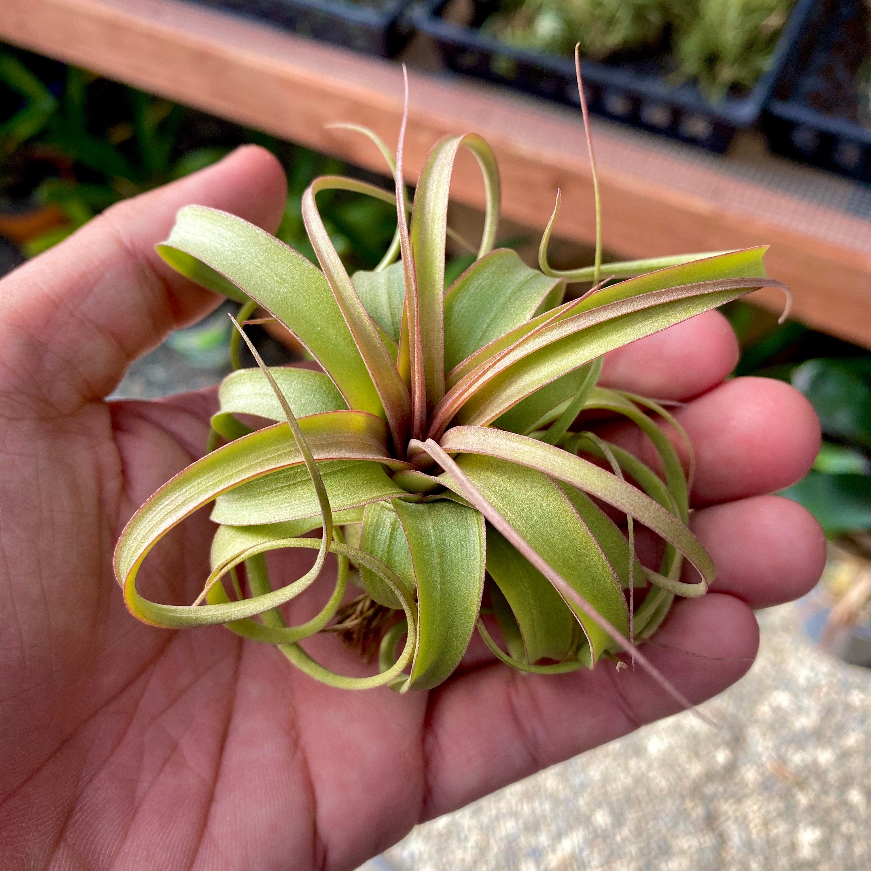 Elisa <br> (Concolor x Streptophylla) Tillandsia Air Plant Rare Round Share Recurving Houseplant