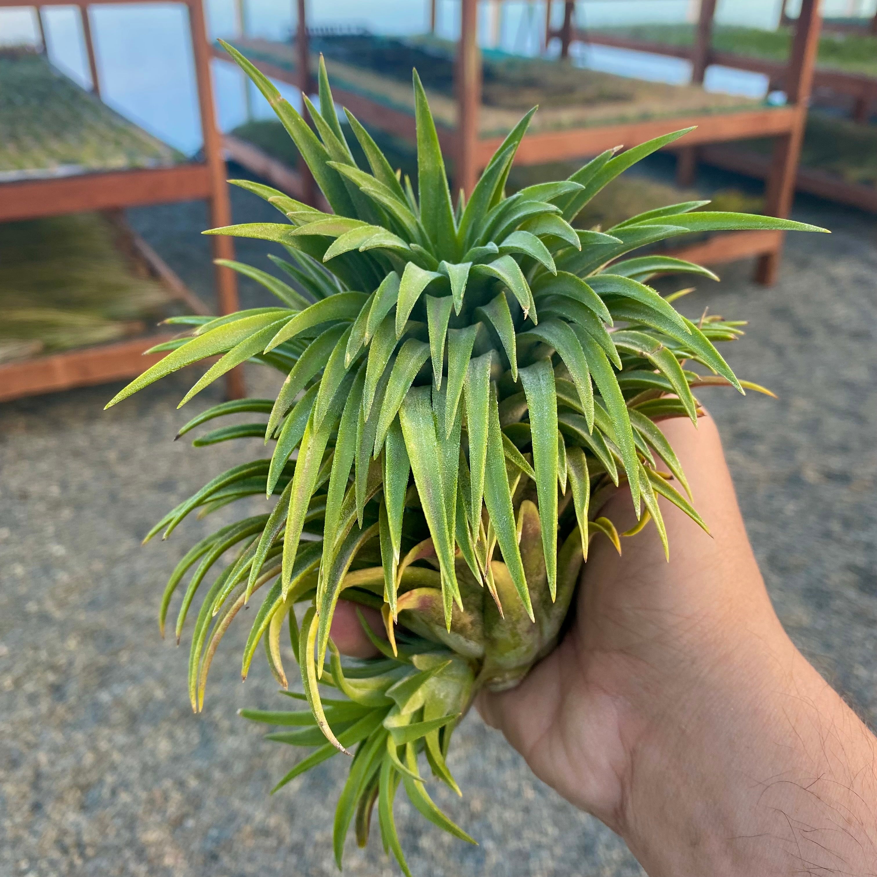 ionantha giant (No ID)