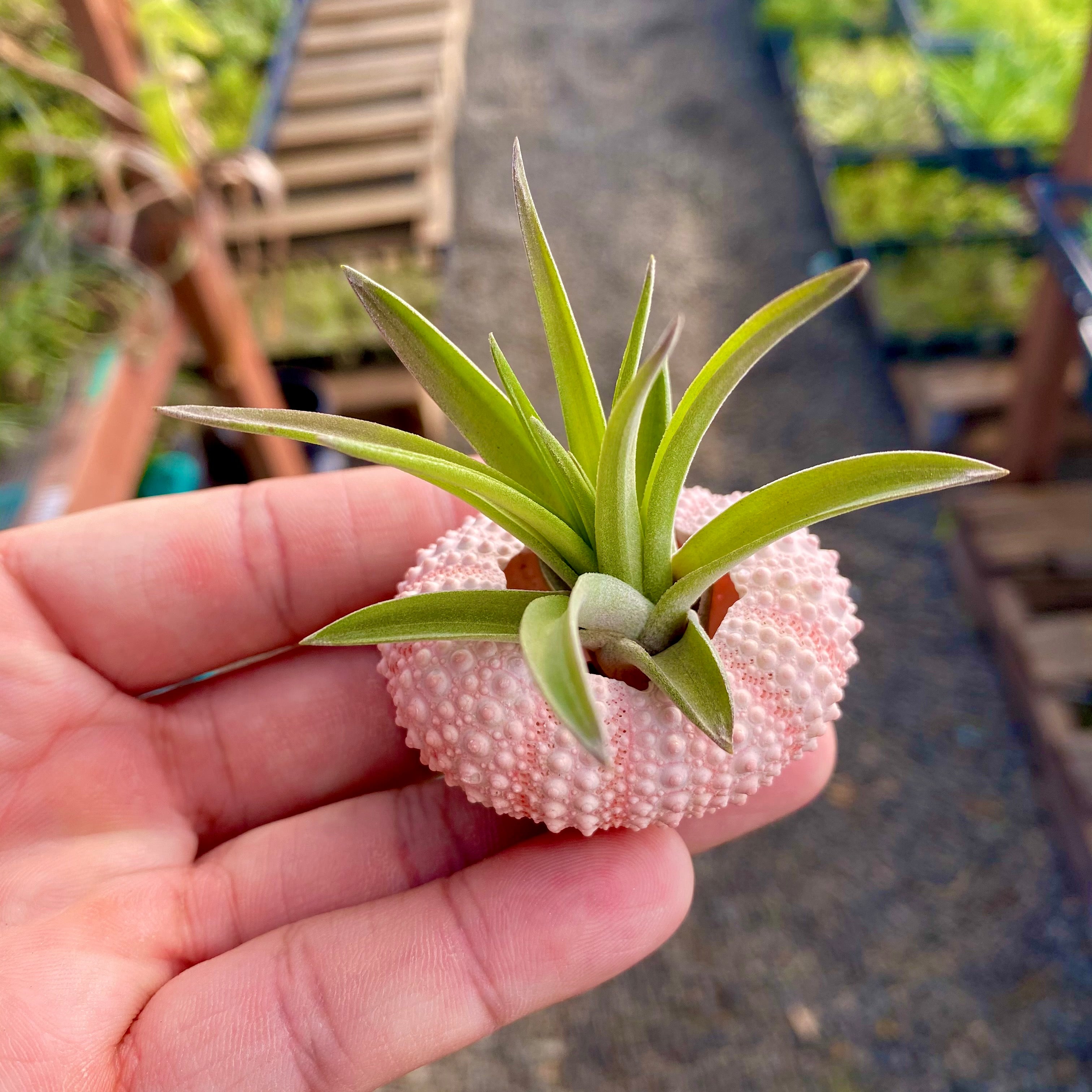 Pink/White Sea Urchin Shell + Air Plant