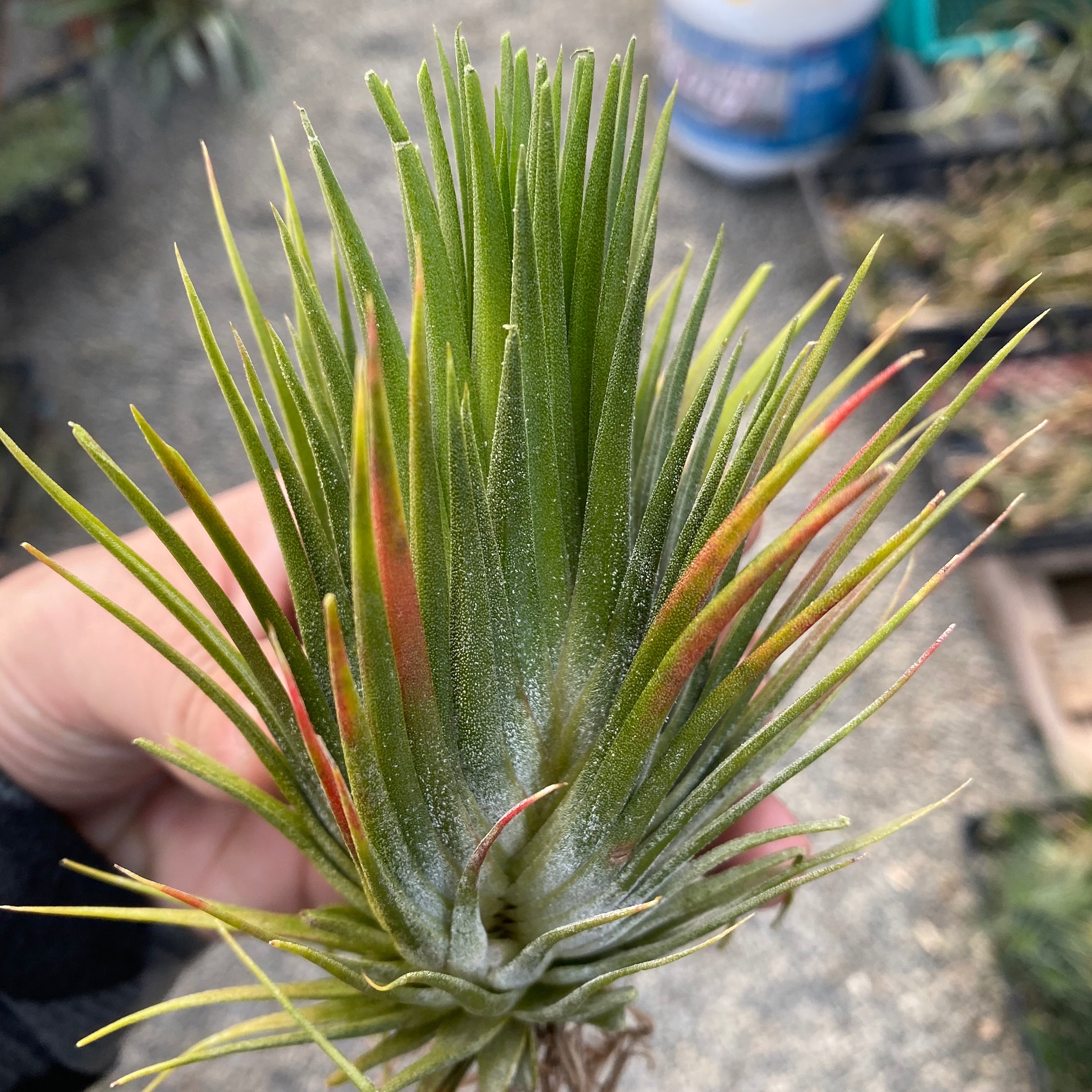 Ionantha Fan Form