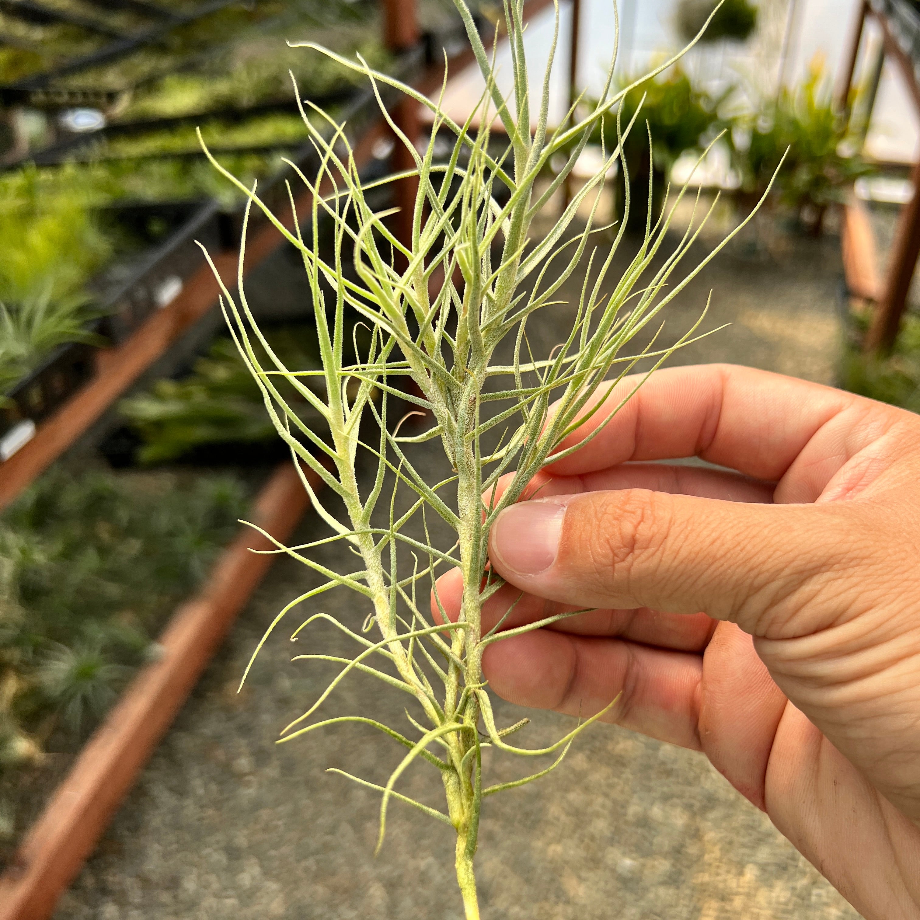 Caerulea Air Plant Thin Tillandsia In Hand Terrarium Plant For Sale