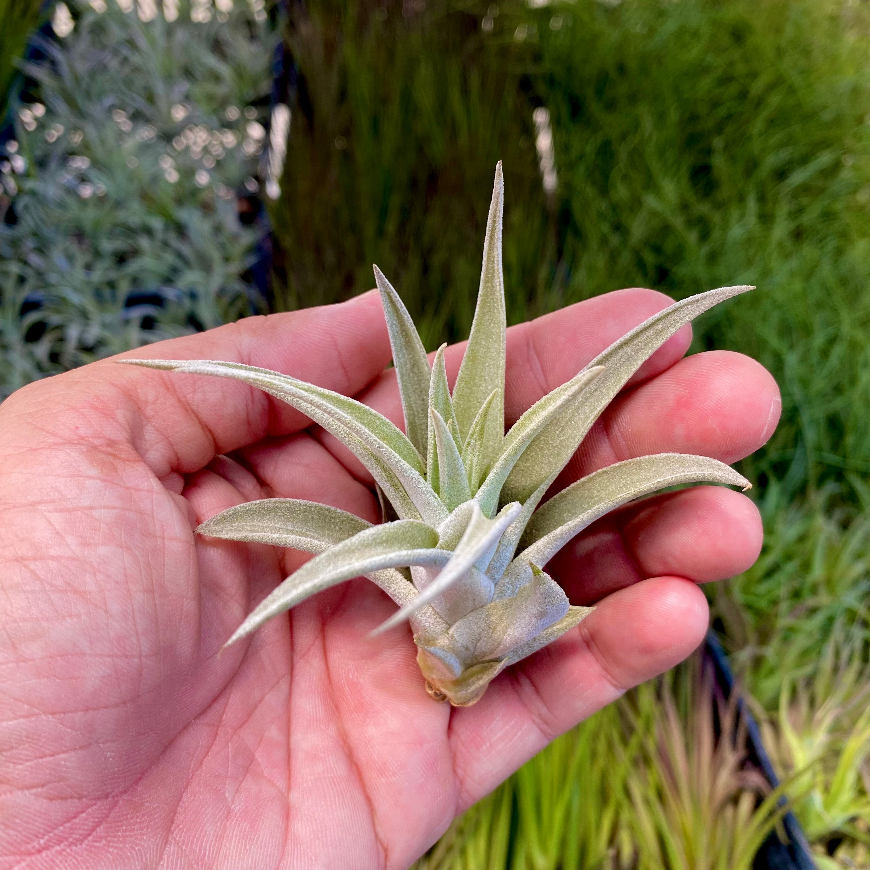 Harrisii Easy Care Air Plant Beginner Friendly Tillandsia Great For Weddings