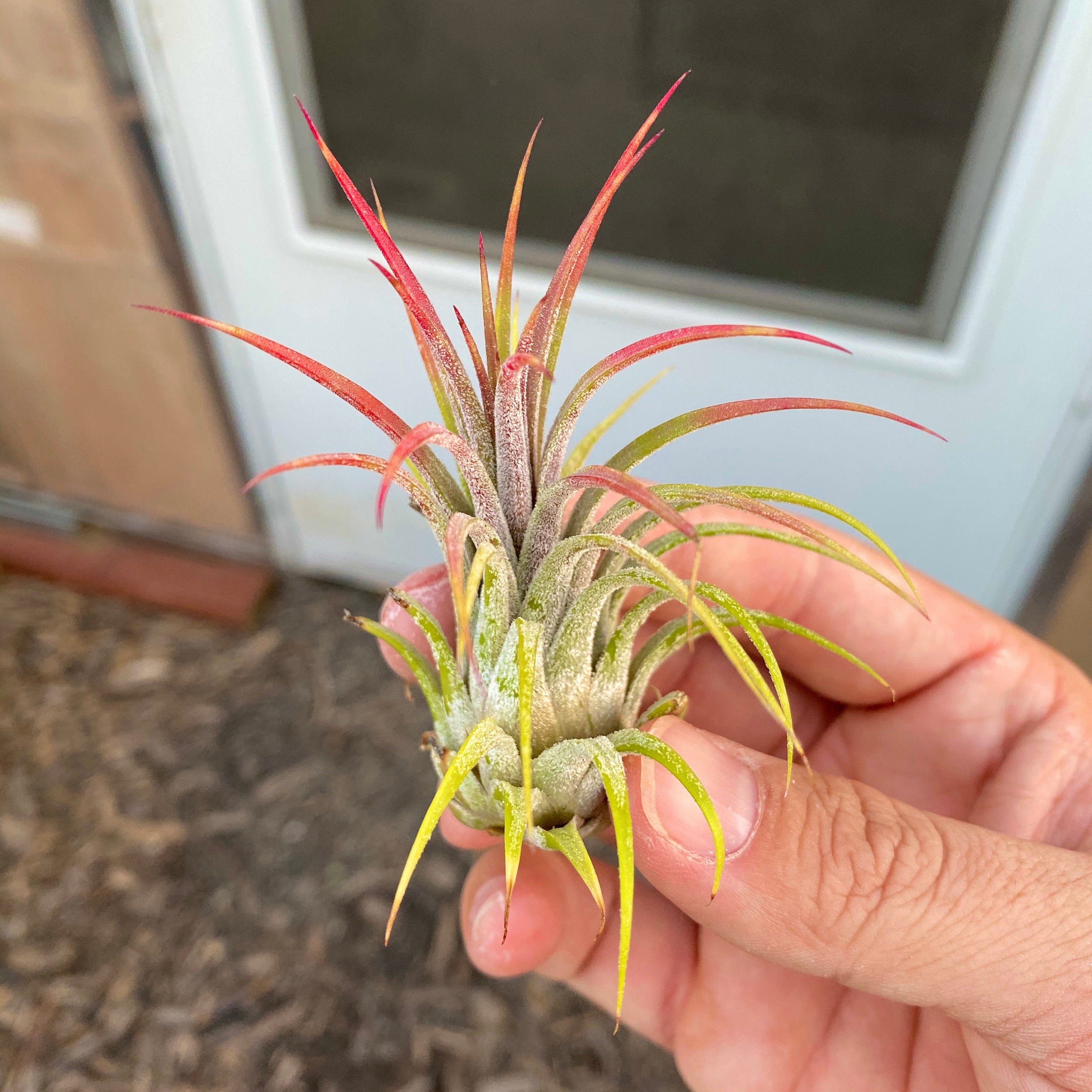 B Quality Ionantha Variety 3 Pack <br> ($0.75 Per Plant)