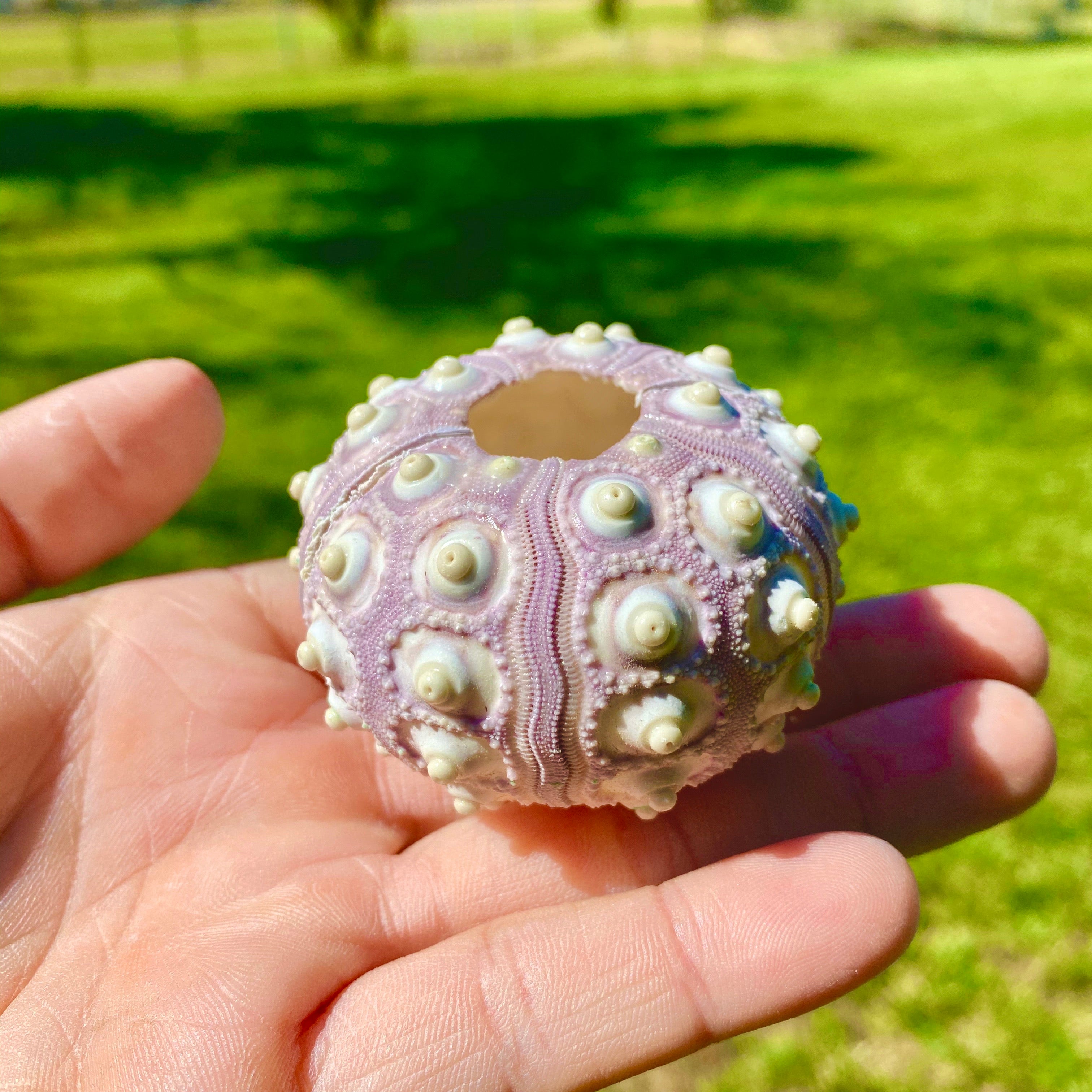 Sputnik Sea Urchin Shell <br> (Regular Size)