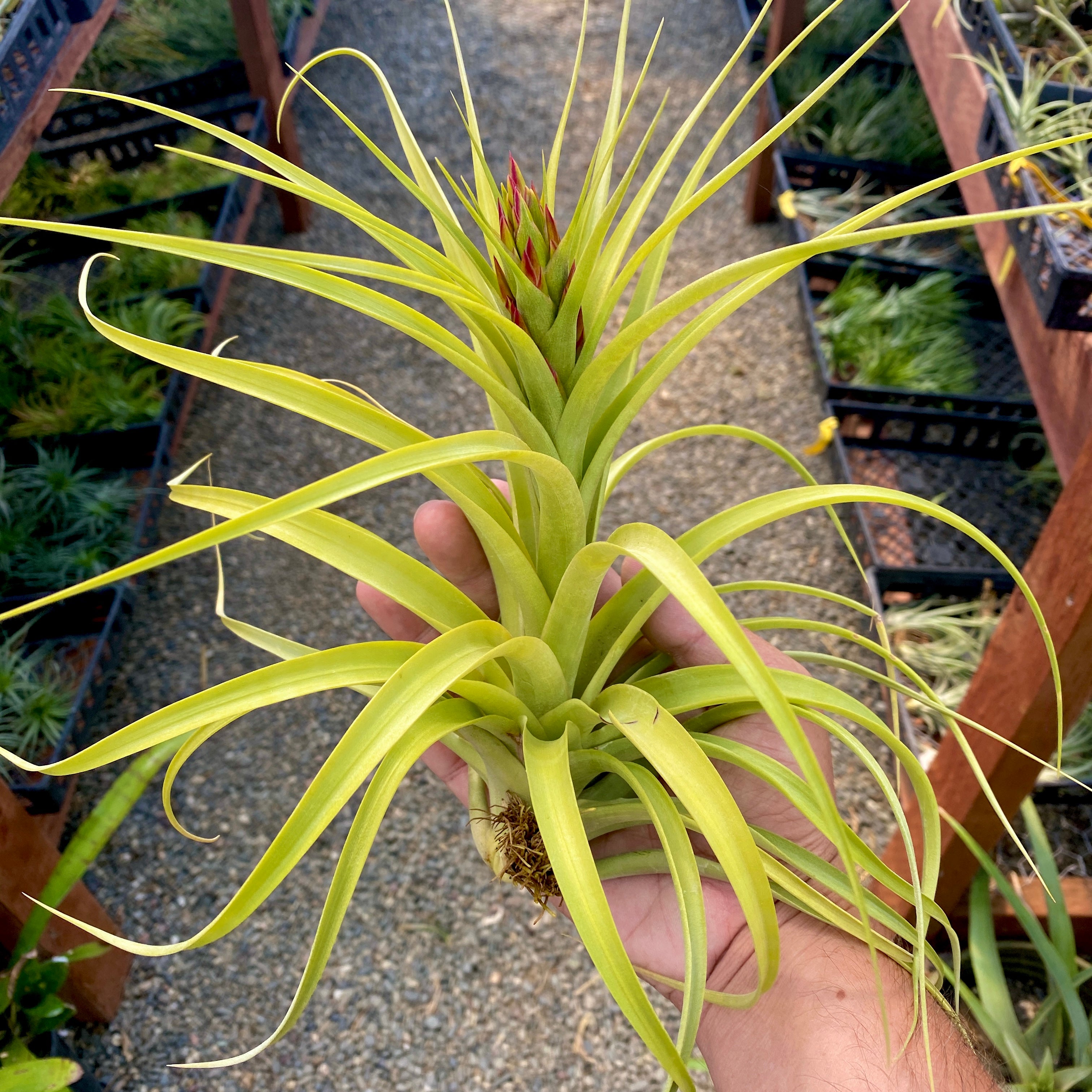 Sparkler <br> (Brachycaulos x Concolor)