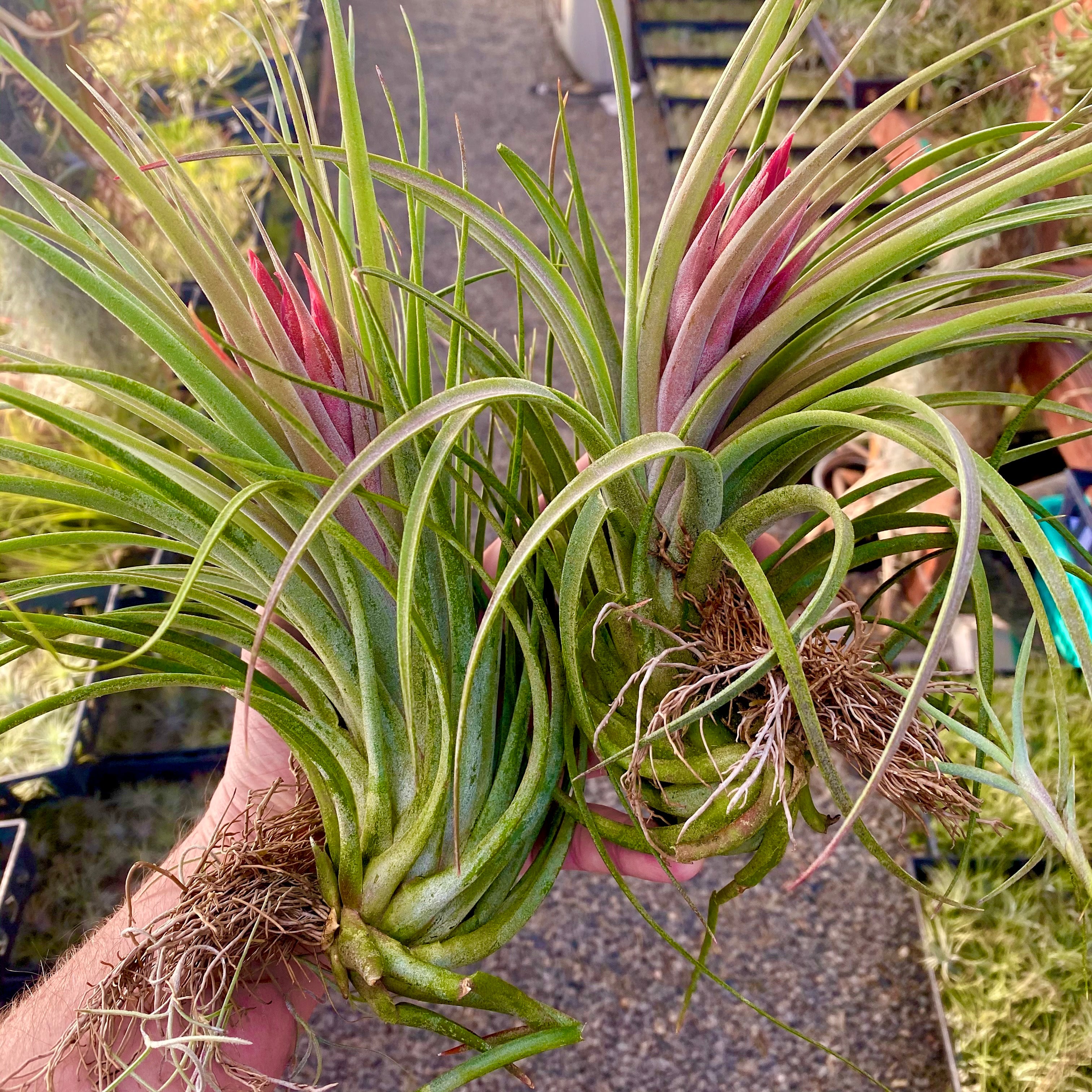 Large Exserta x Velutina <br> (Not in bloom but same size as pictured here)