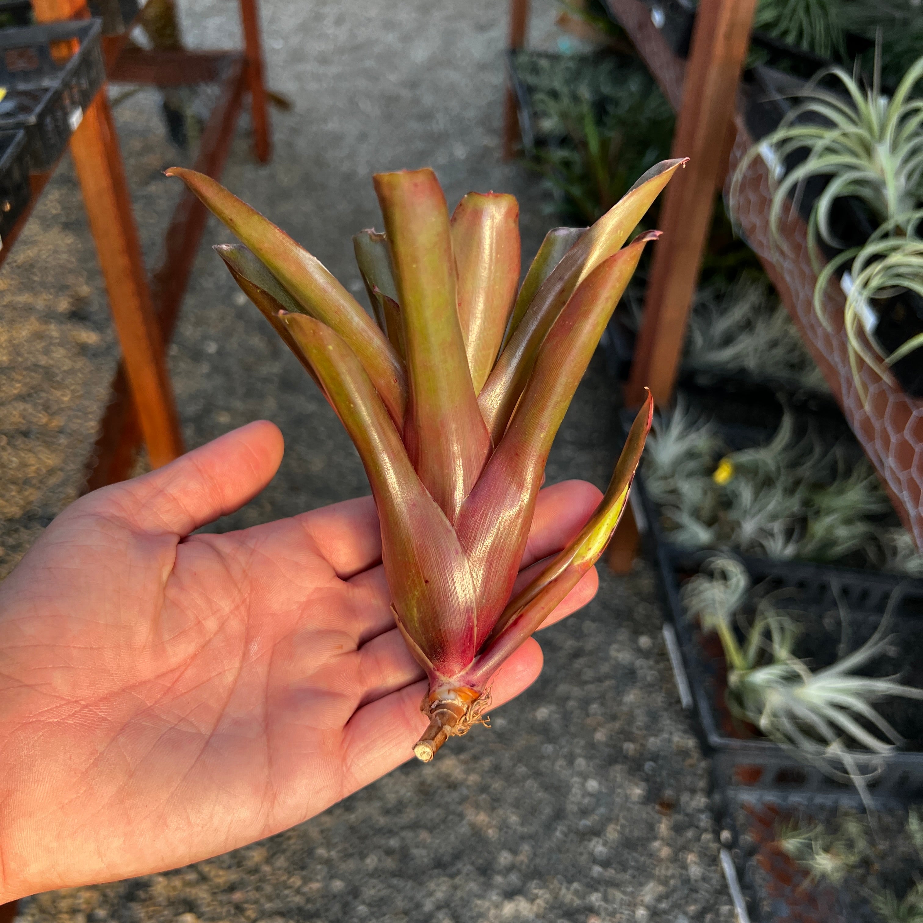 Neoregelia Air Plant Greenhouse Held In Hand