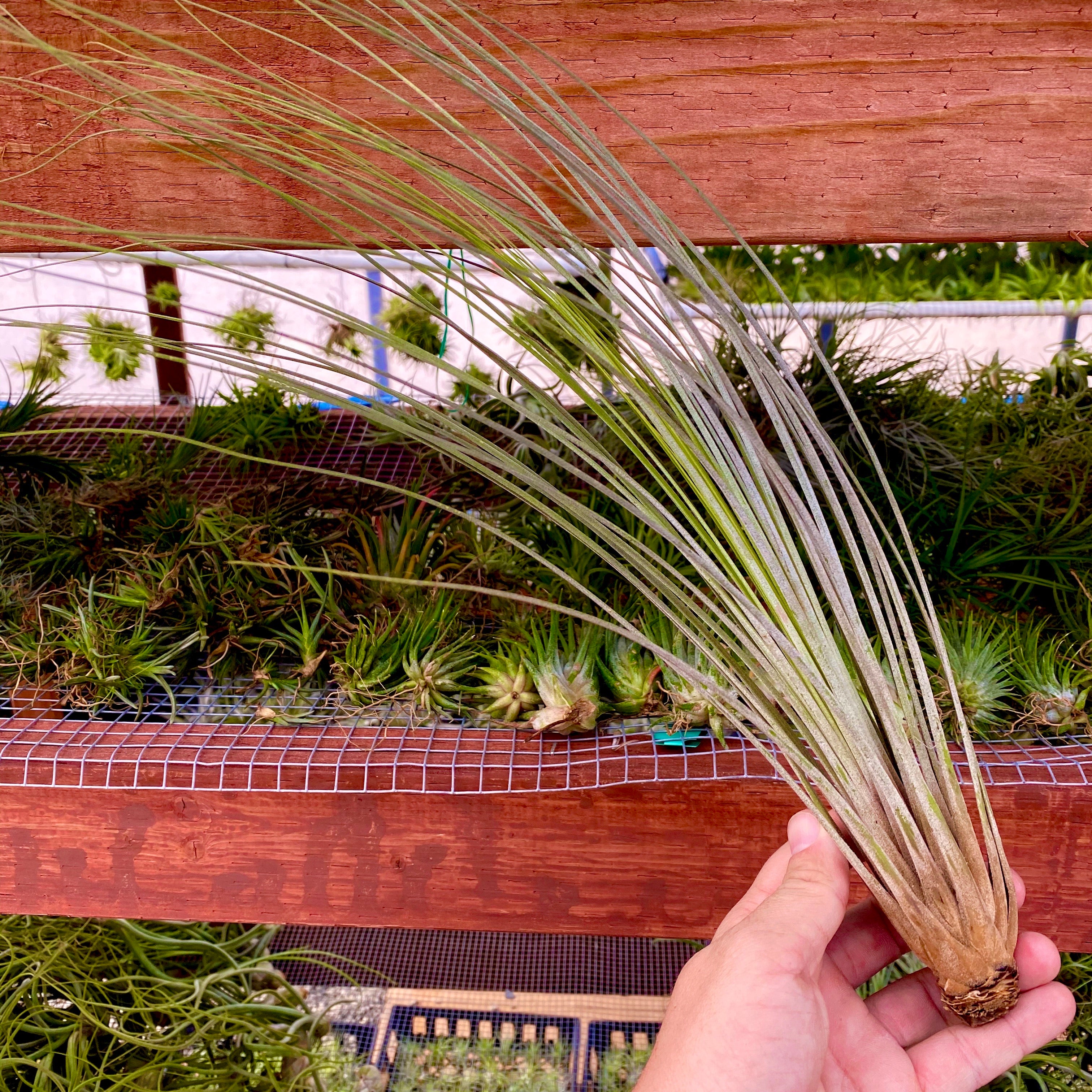 Wholesale Juncea Giant 12”+ <br> (minimum order 3)