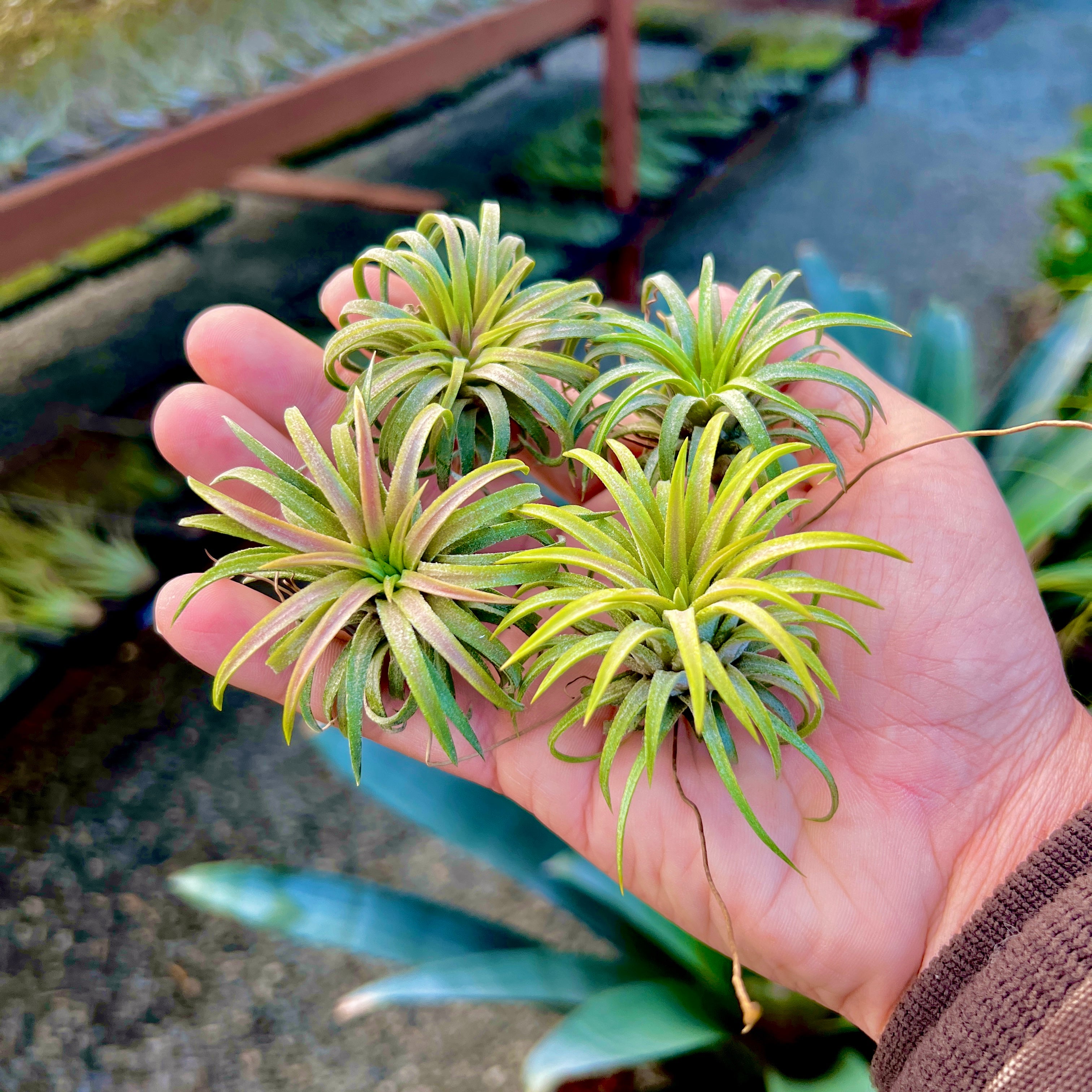 Tillandsia Ionantha Ron Air Plant Rare