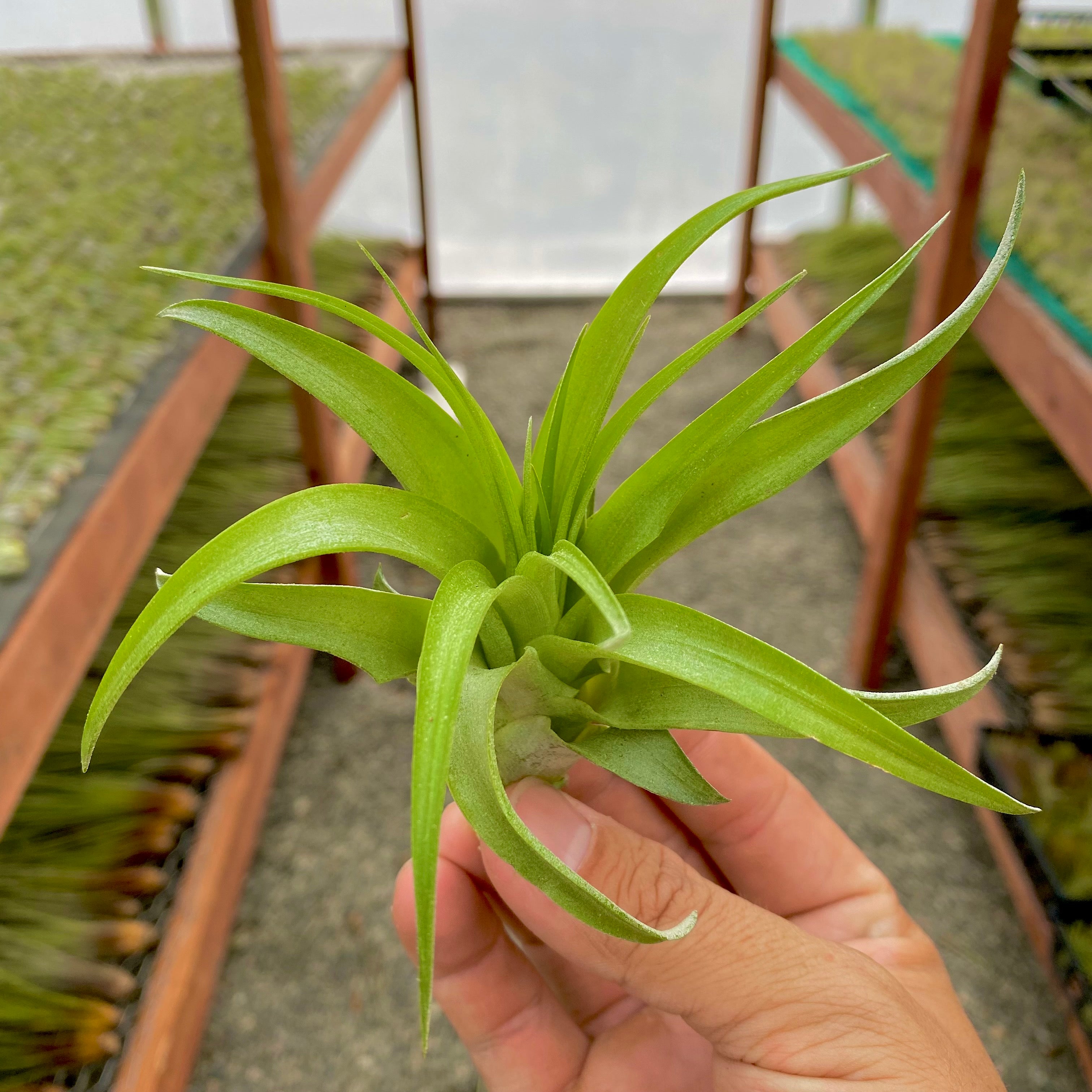 Wholesale Brachycaulos Medium <br> (Minimum Order 5)
