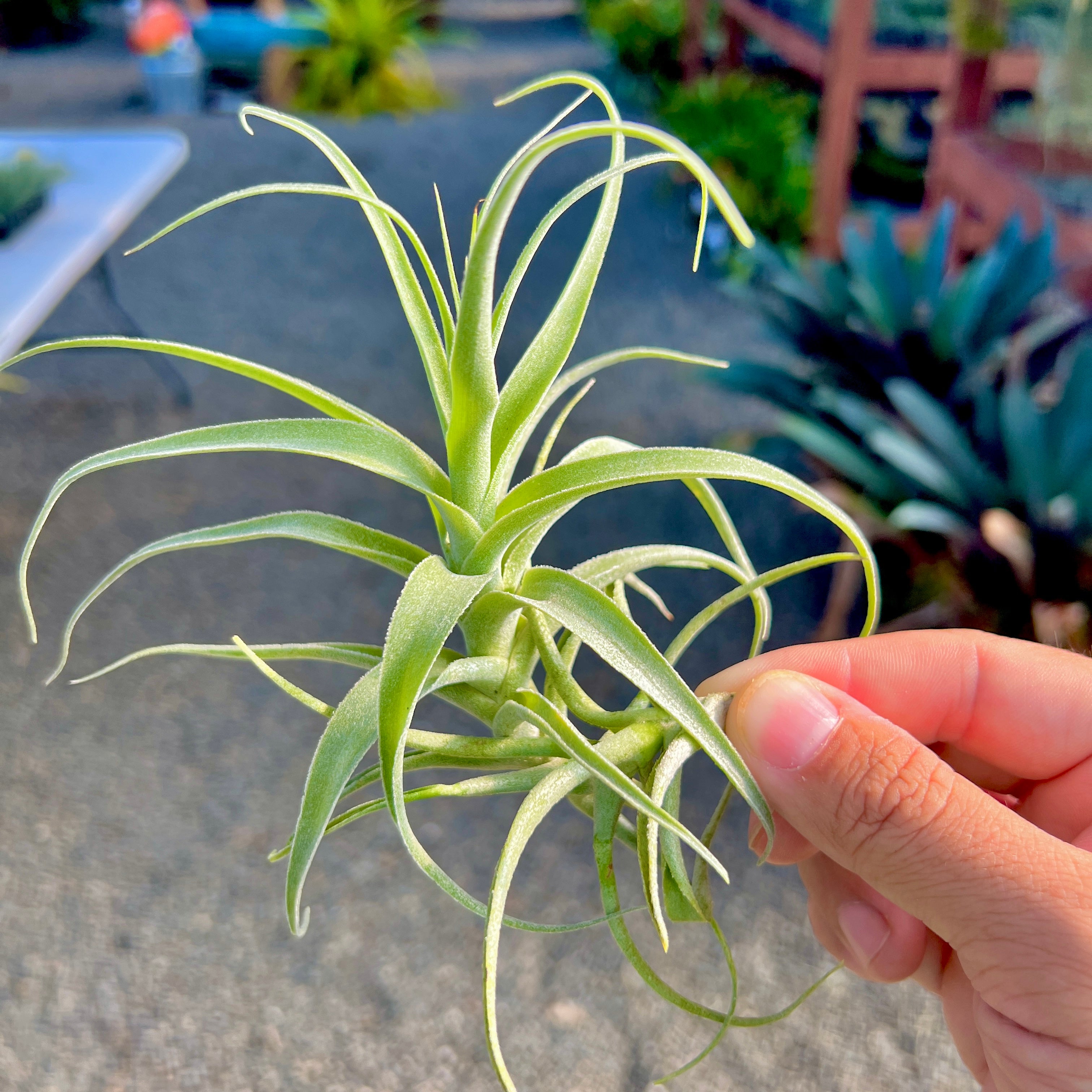 Straminea Tillandsia Stem Form Air Plant Beginner Plant