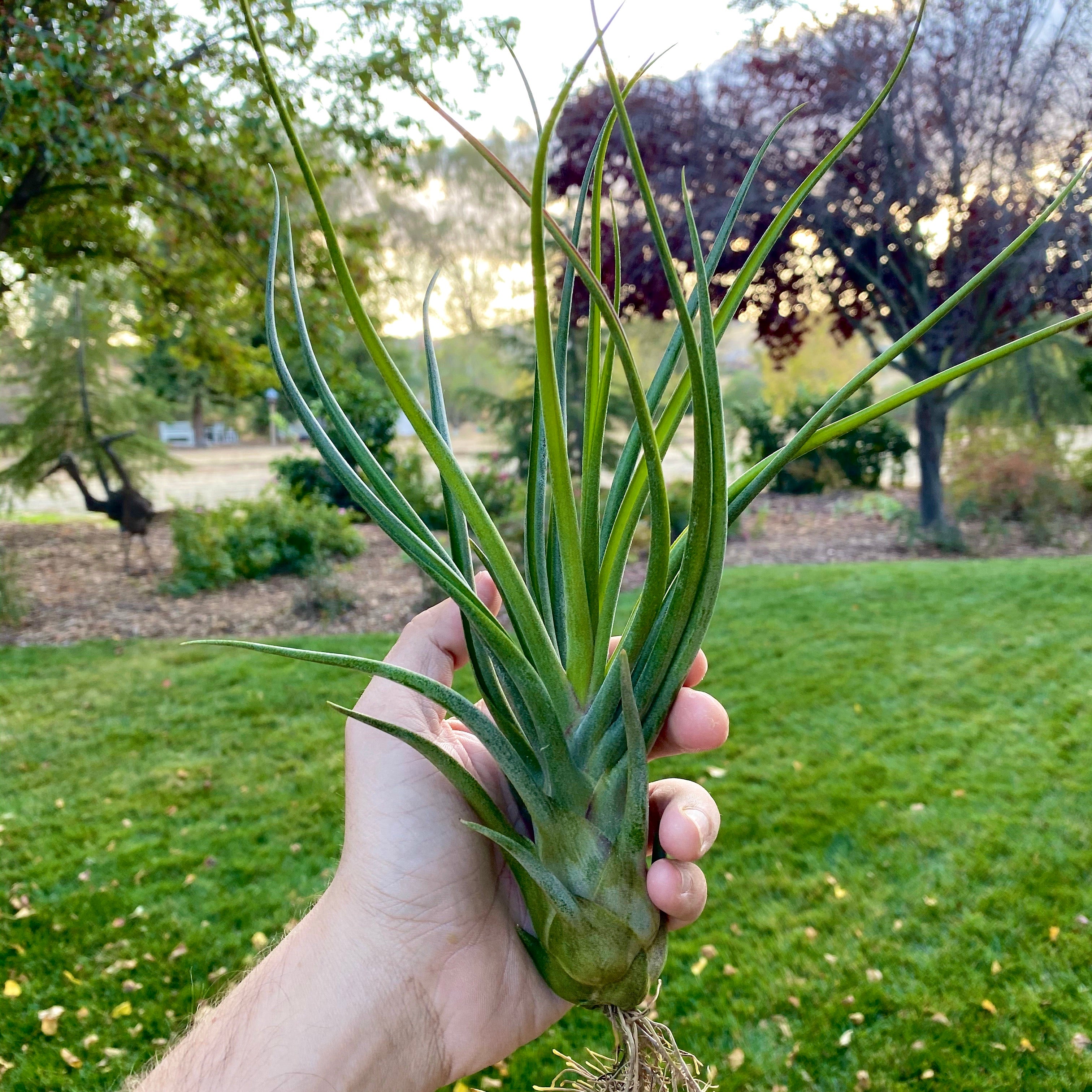 Bulbosa x Pueblensis <br> (RARE!)