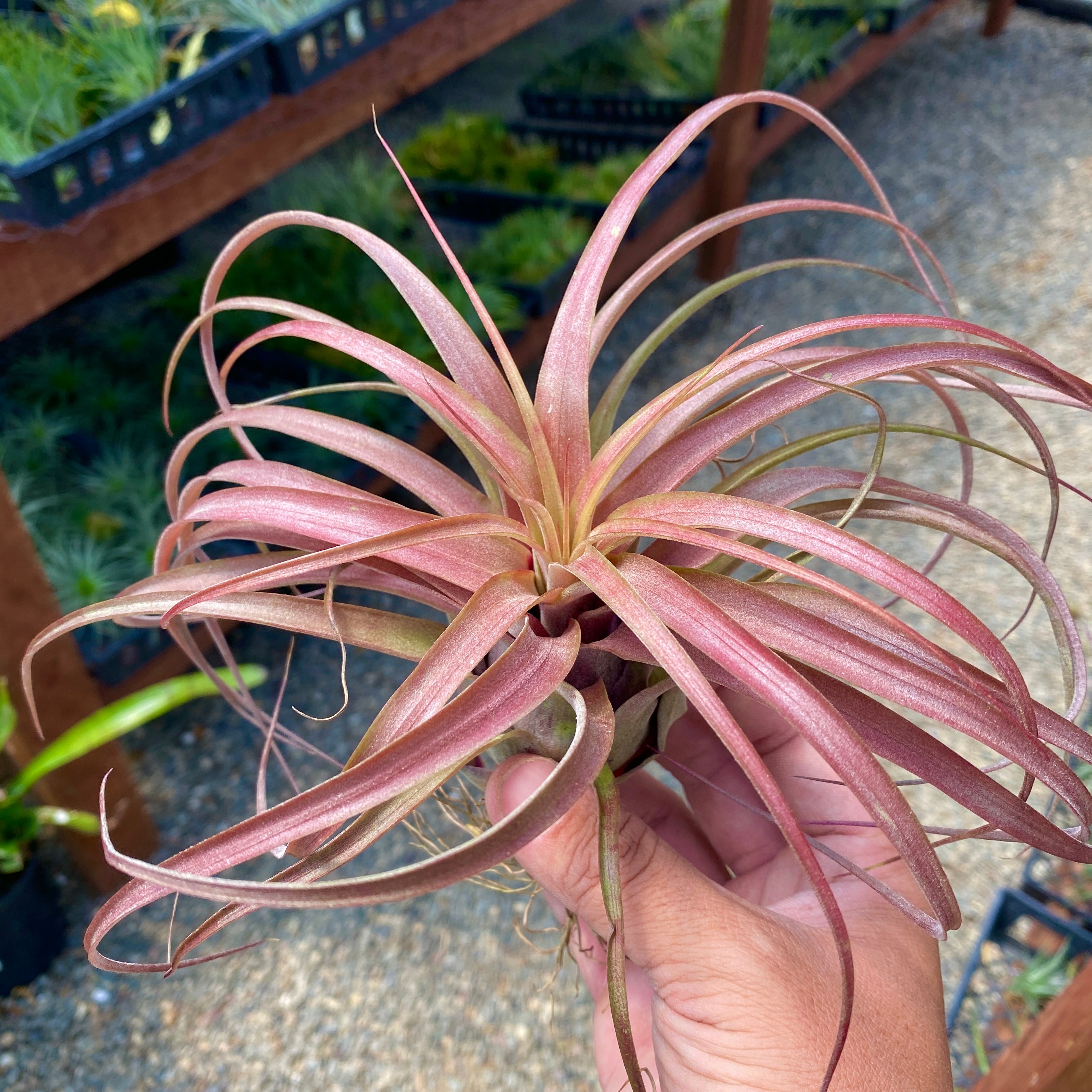 Love Knot (Capitata x Streptophylla)