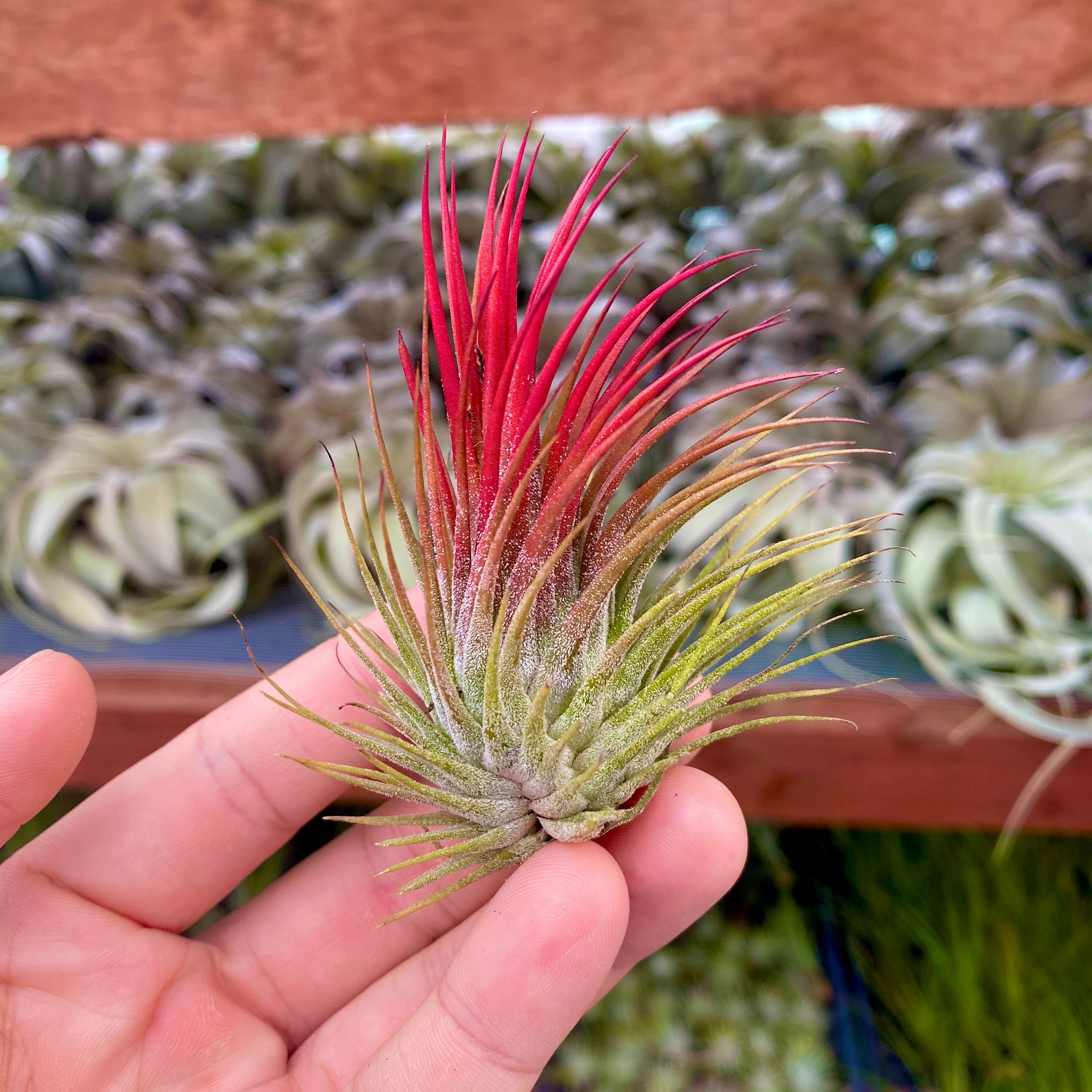 Tillandsia Ionantha Red Colorful Air Plant Beginner Friendly Houseplant For Sale
