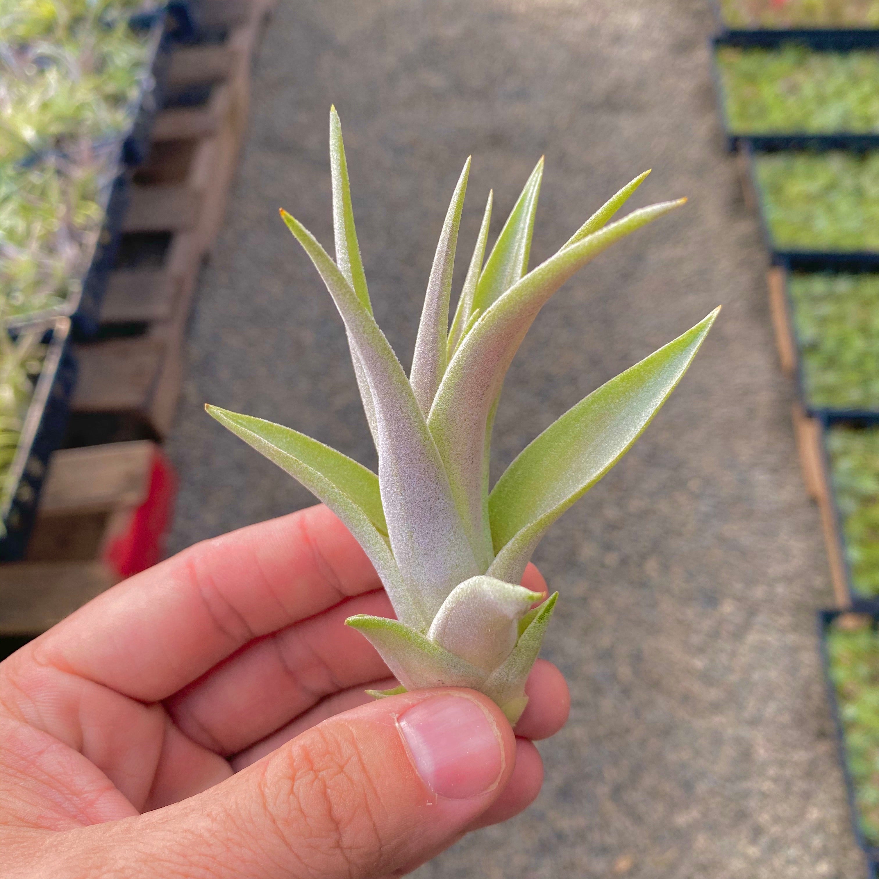 Harrisii Easy Care Air Plant Beginner Friendly Tillandsia Great For Weddings