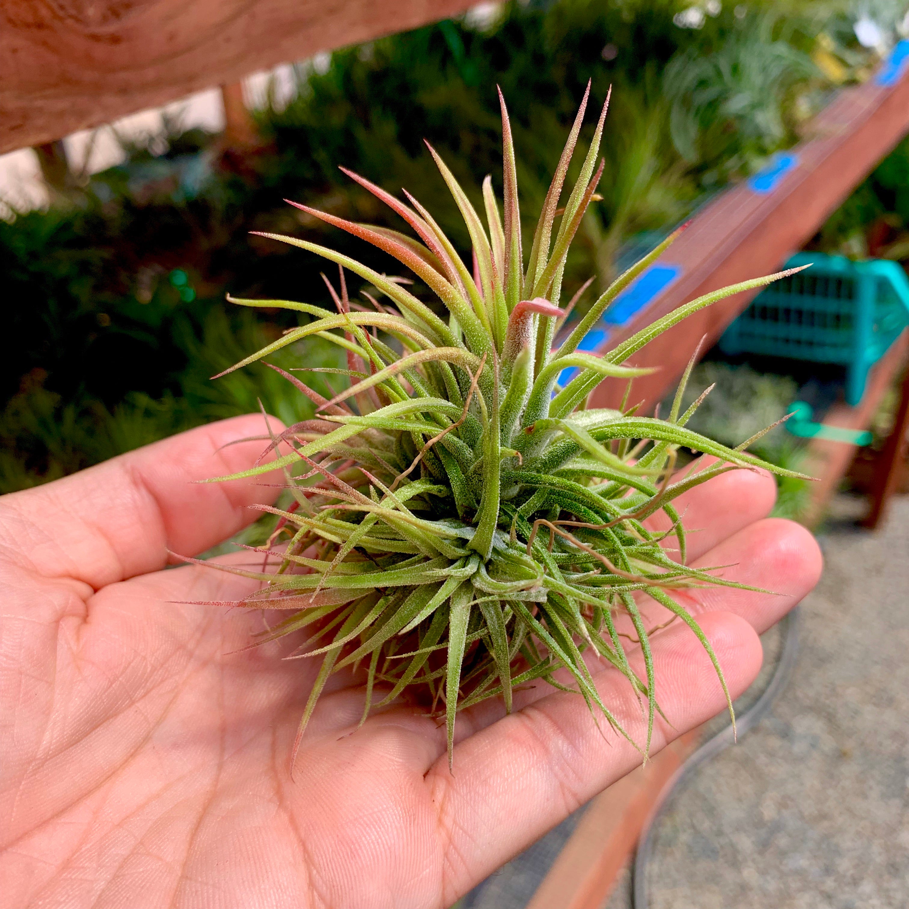 Tillandsia Ionantha Air Plant Clumps Terrarium Decor Idea