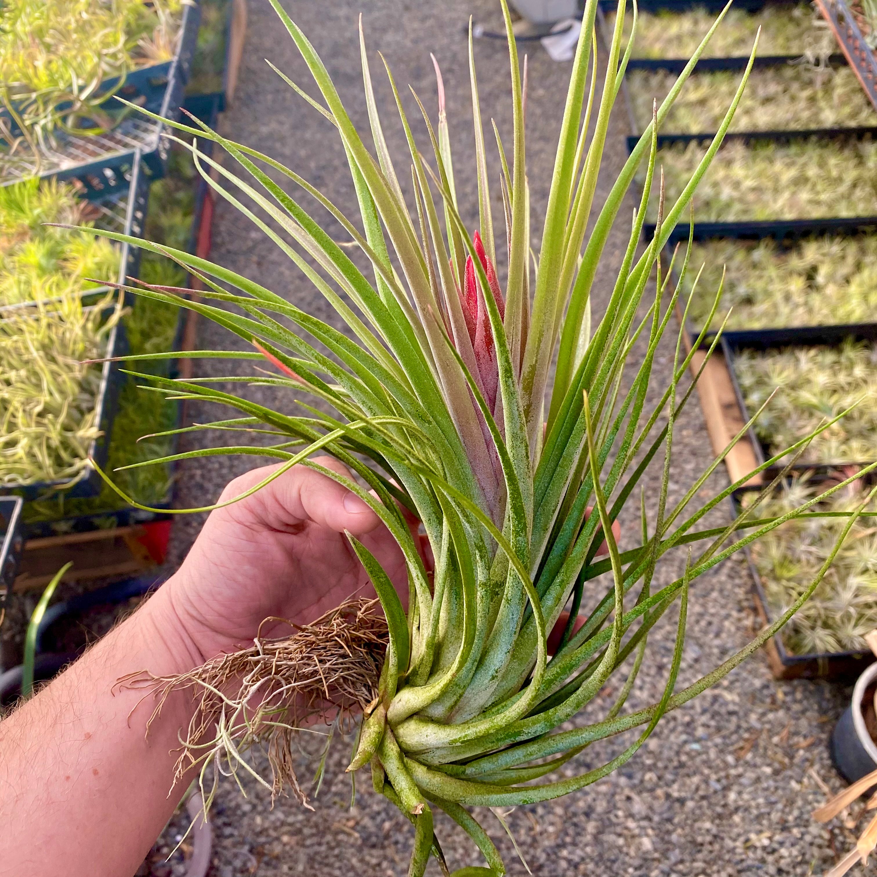 Large Exserta x Velutina <br> (Not in bloom but same size as pictured here)