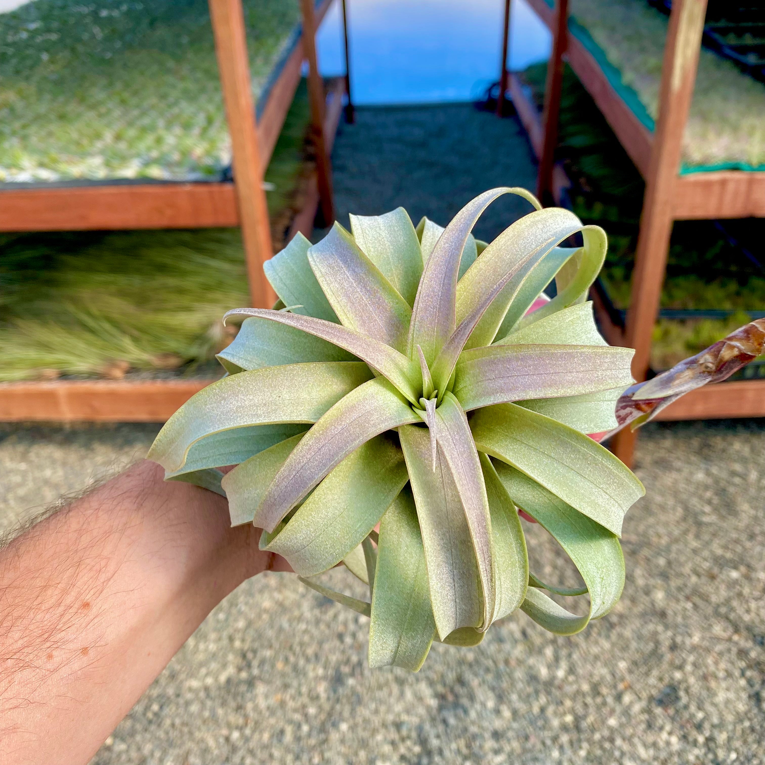 air plants curled leaves Roseoscapa Curly Form (APH TOP PICK) – Air Plant Hub