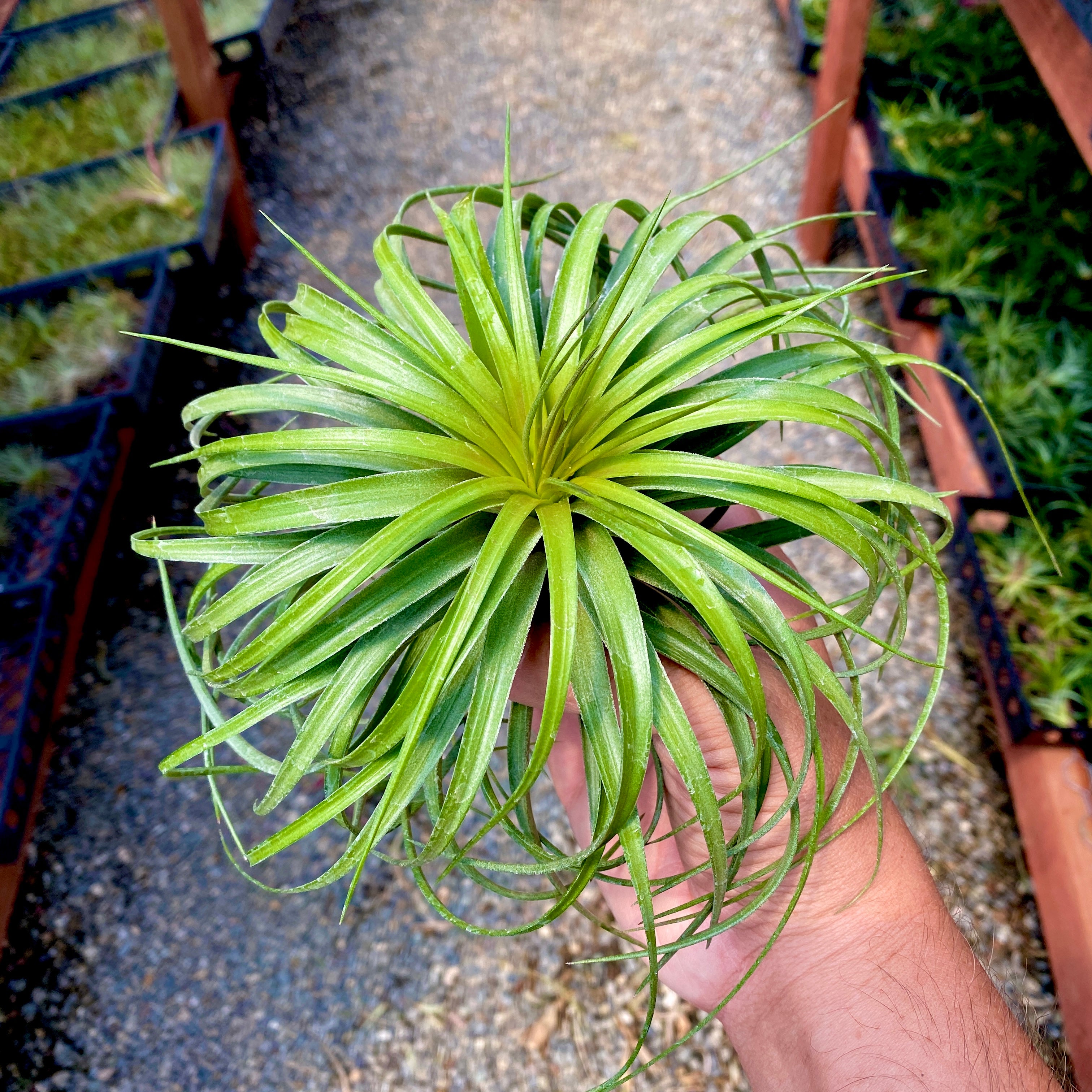 Stricta ‘Cousin It’