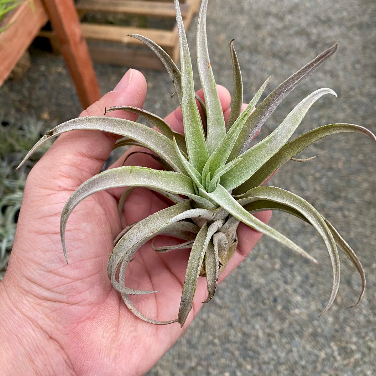 B Quality Harrisii 3 Pack <br> ($1.50 Per Plant)