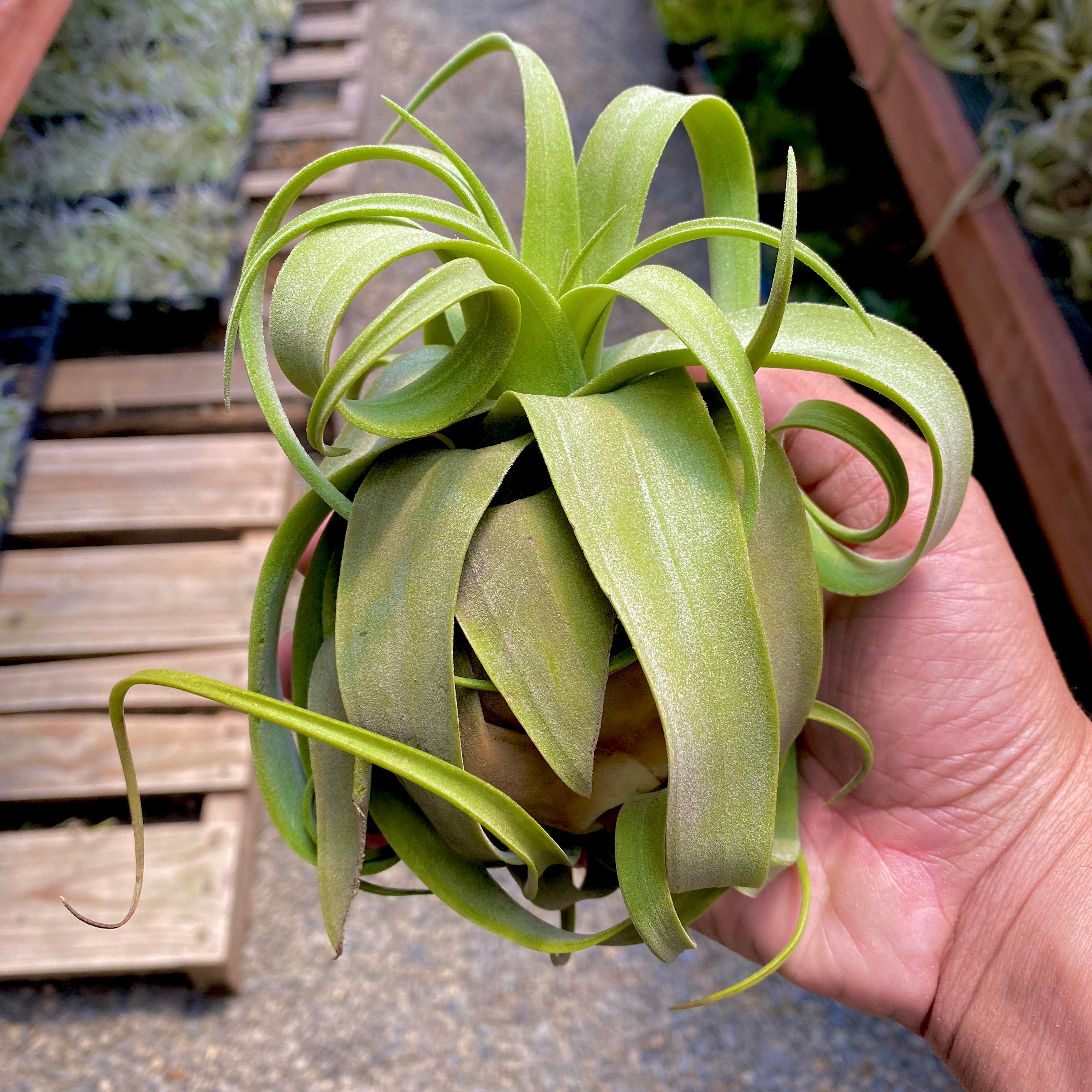 TIllandsia streptophylla curly shirly temple air plant