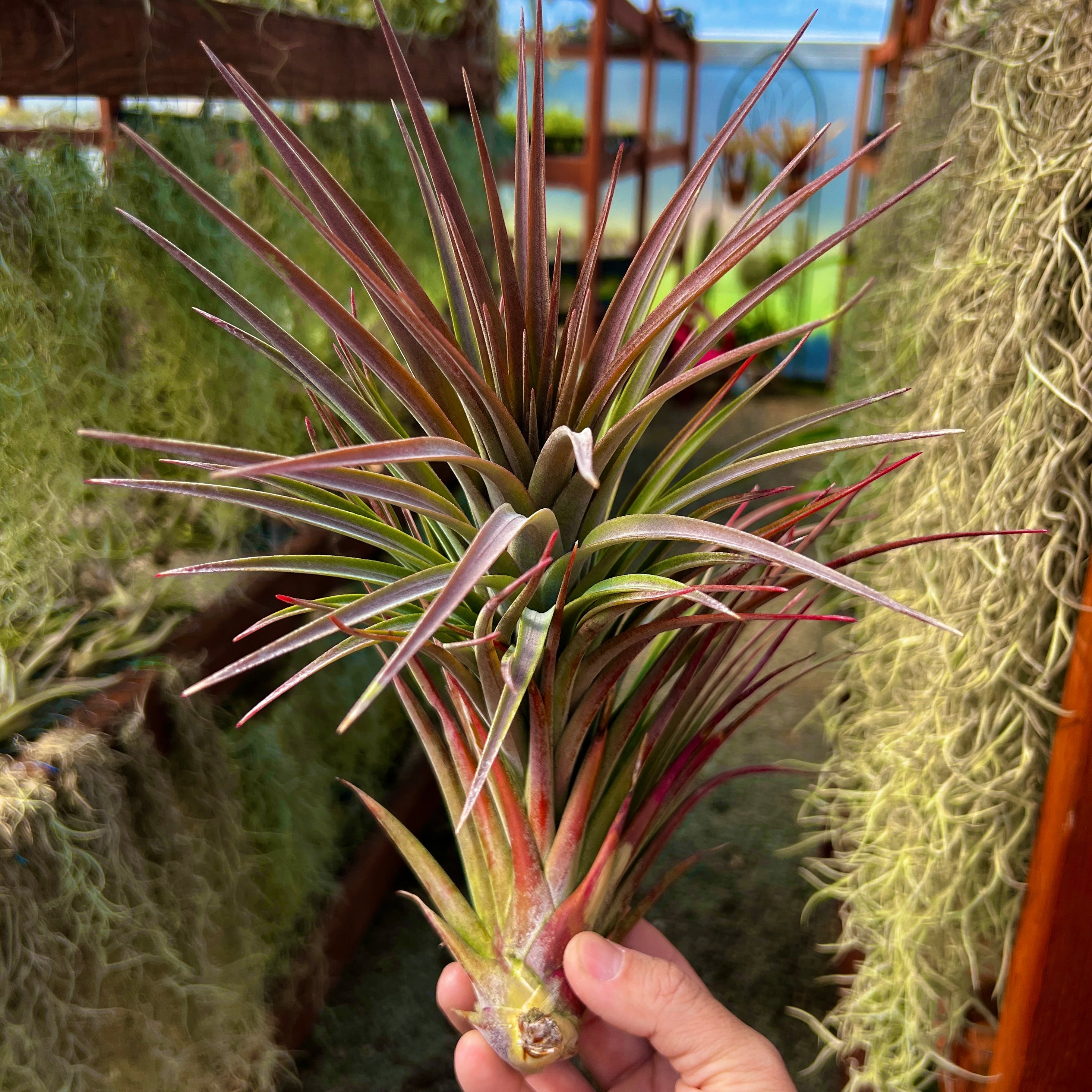 Tillandsia Nidus Air Plant Rare Large XL Houseplant