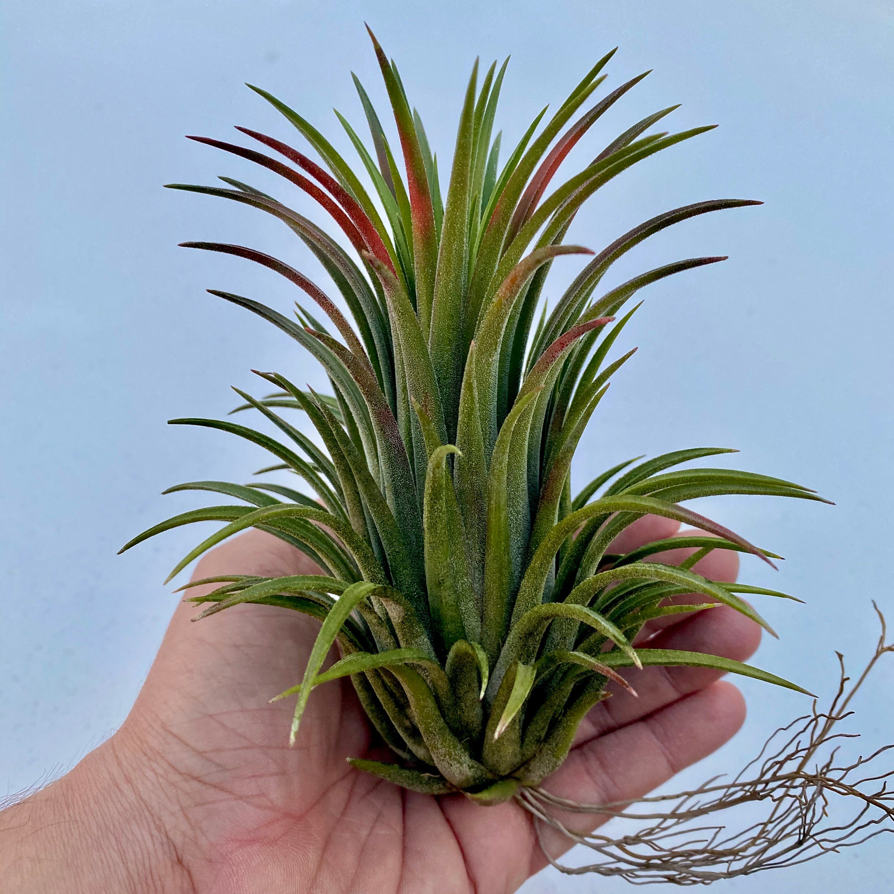 Tillandsia Ionantha Curly Giant Air Plant Large Giant