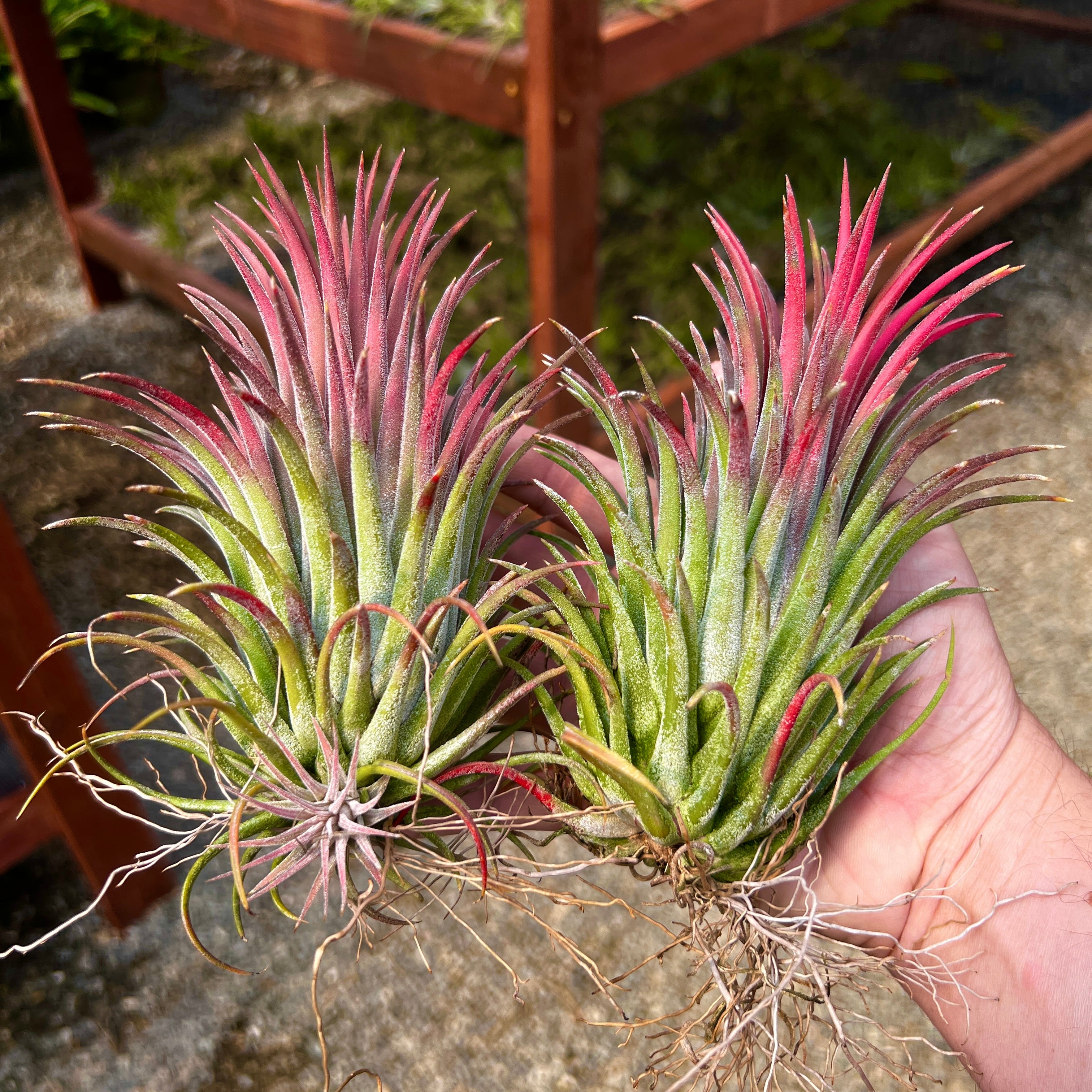 largest air plant species Ionantha Curly Giant Small