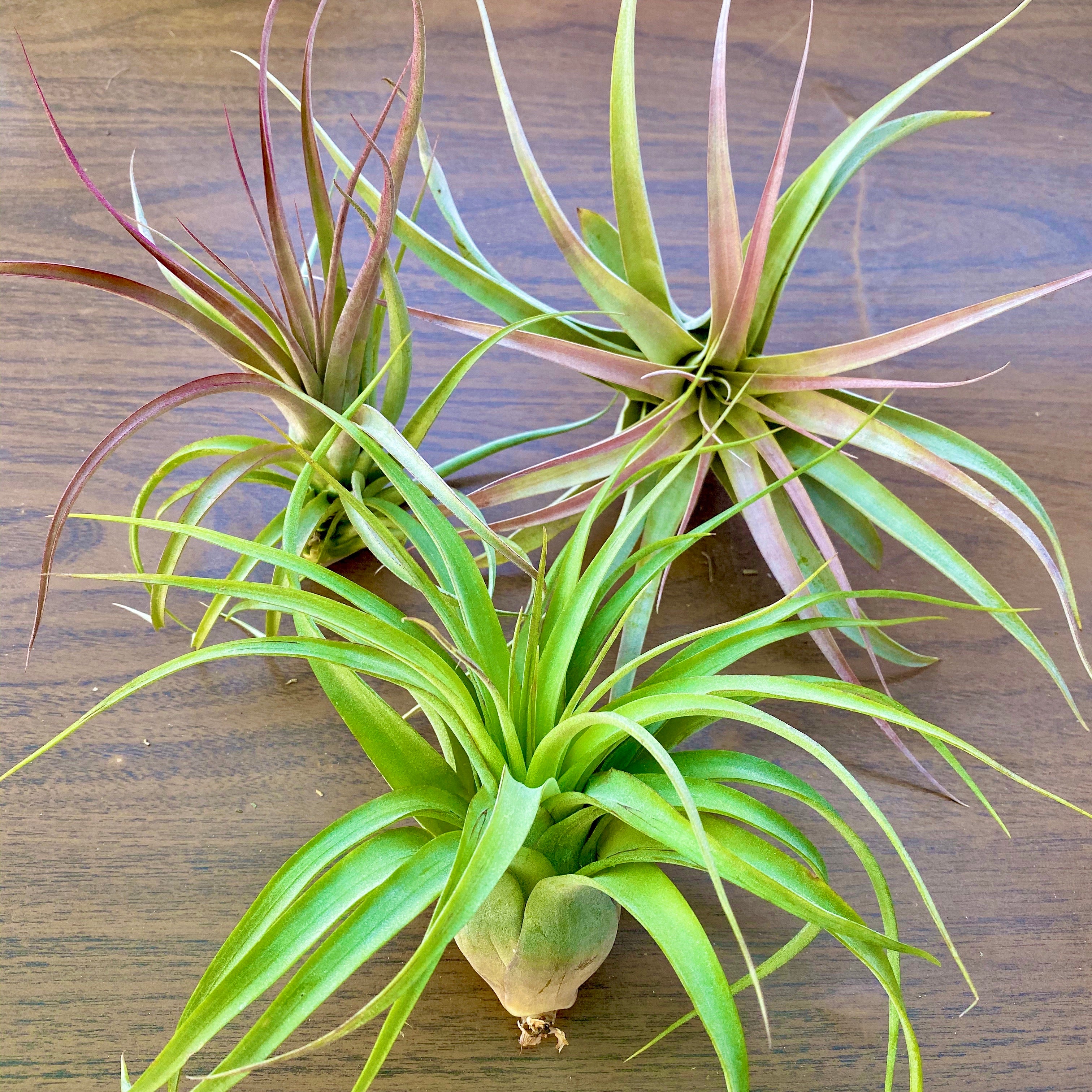 air plant hub Large Air Plant (6”+) 3 Pack