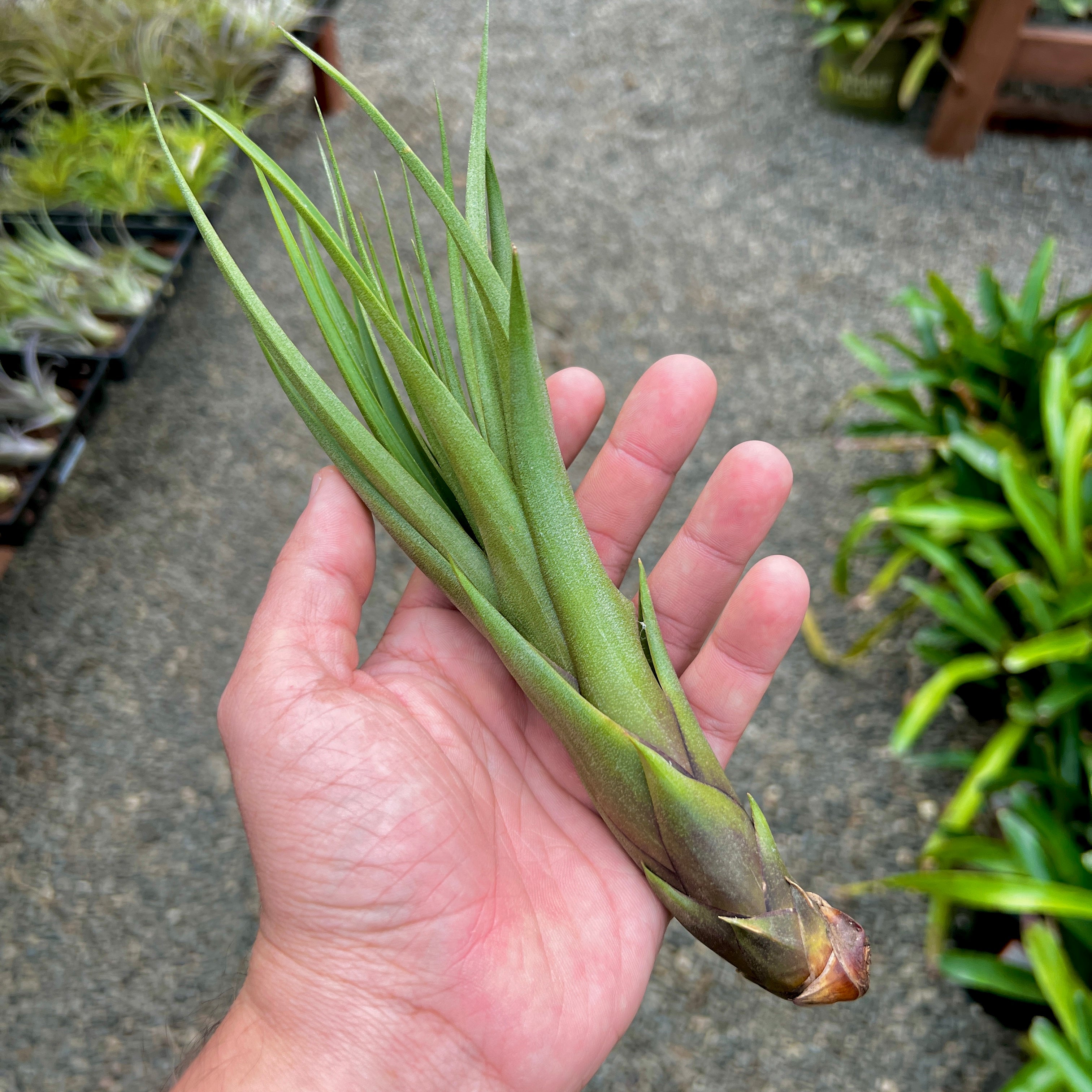 Polystachia x Fasciculata Rare Air Plant Hybrid For Sale