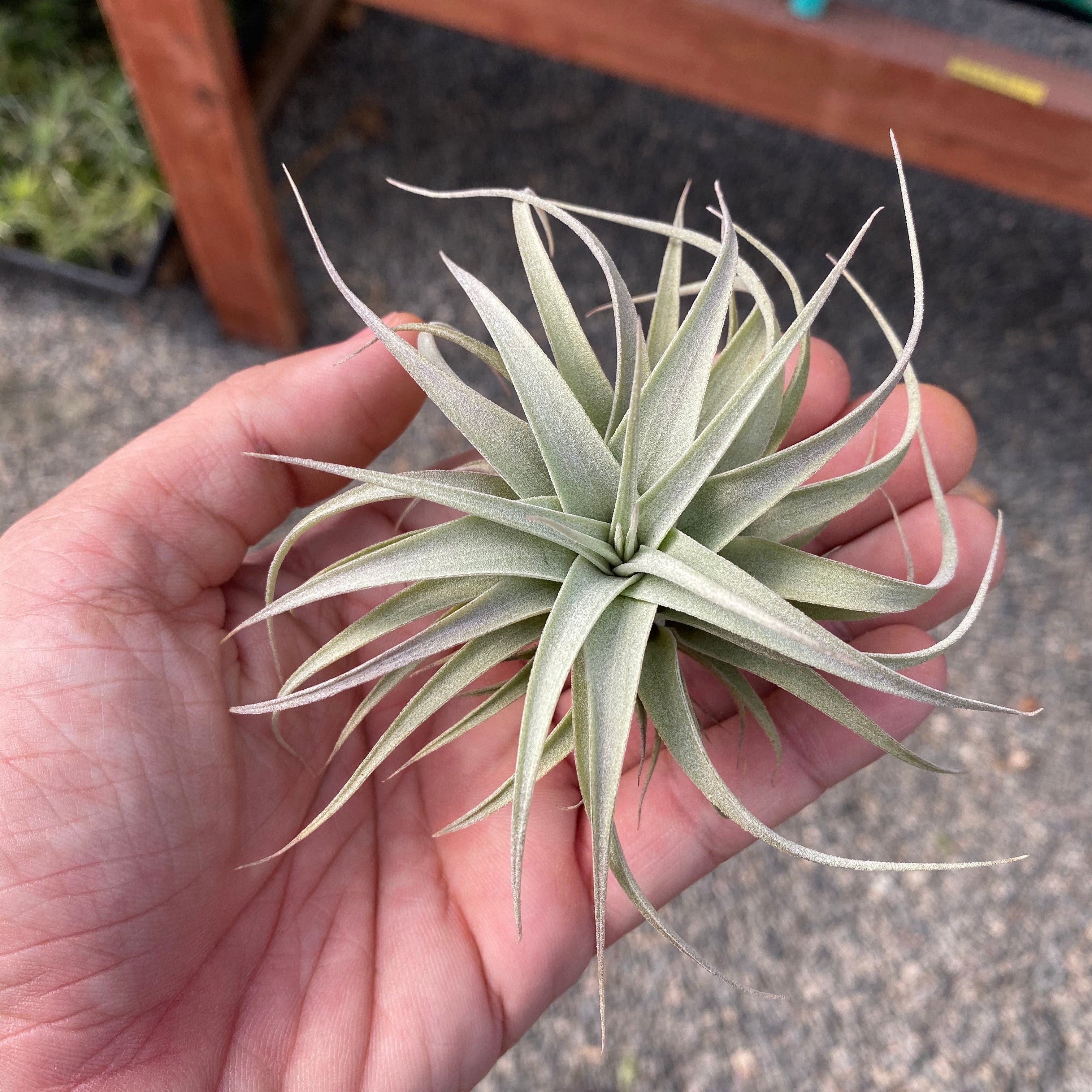queen air plant Xerographica Thick Leaf Form Queen of the Air Plants For Sale Medium