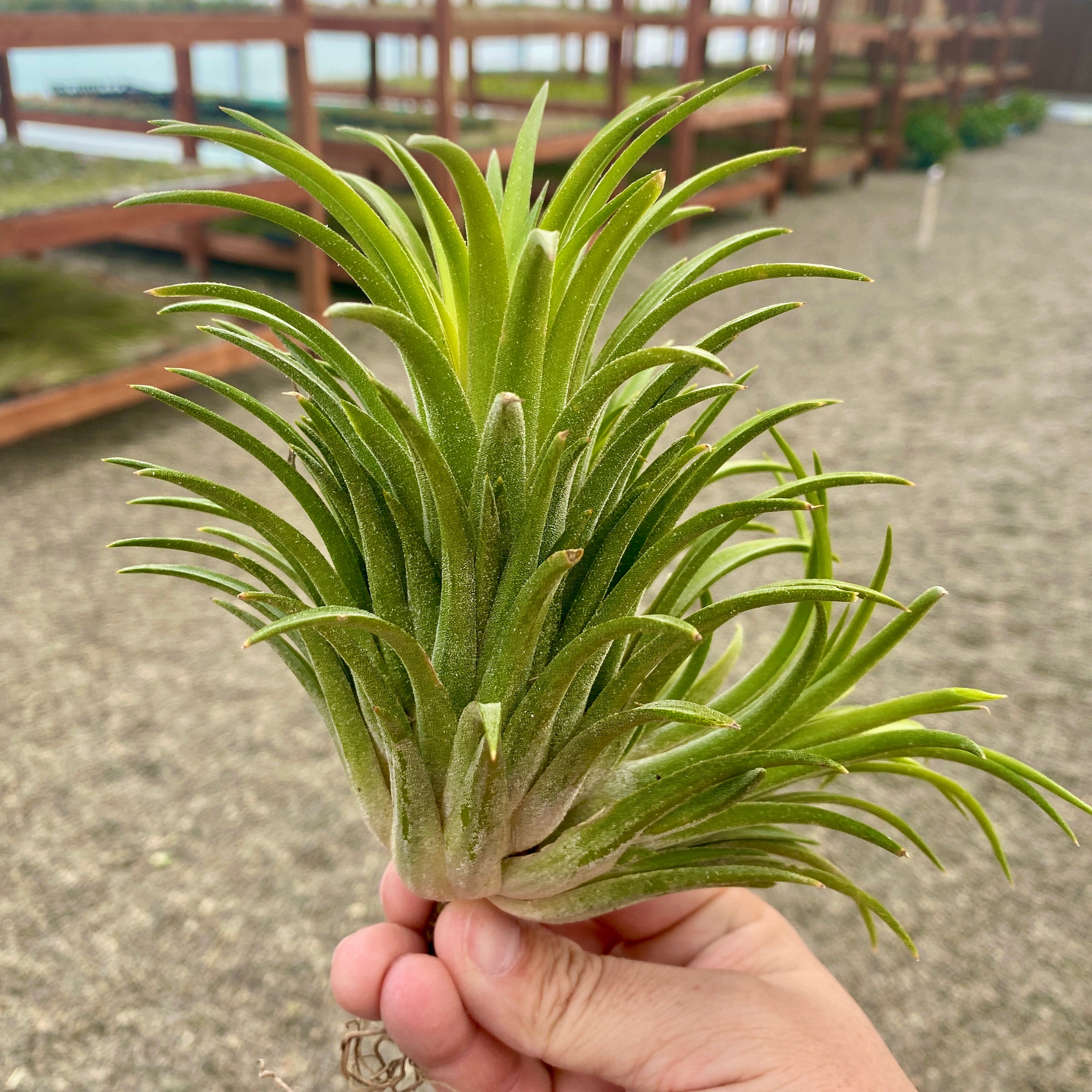 XL Premium Ionantha Selections