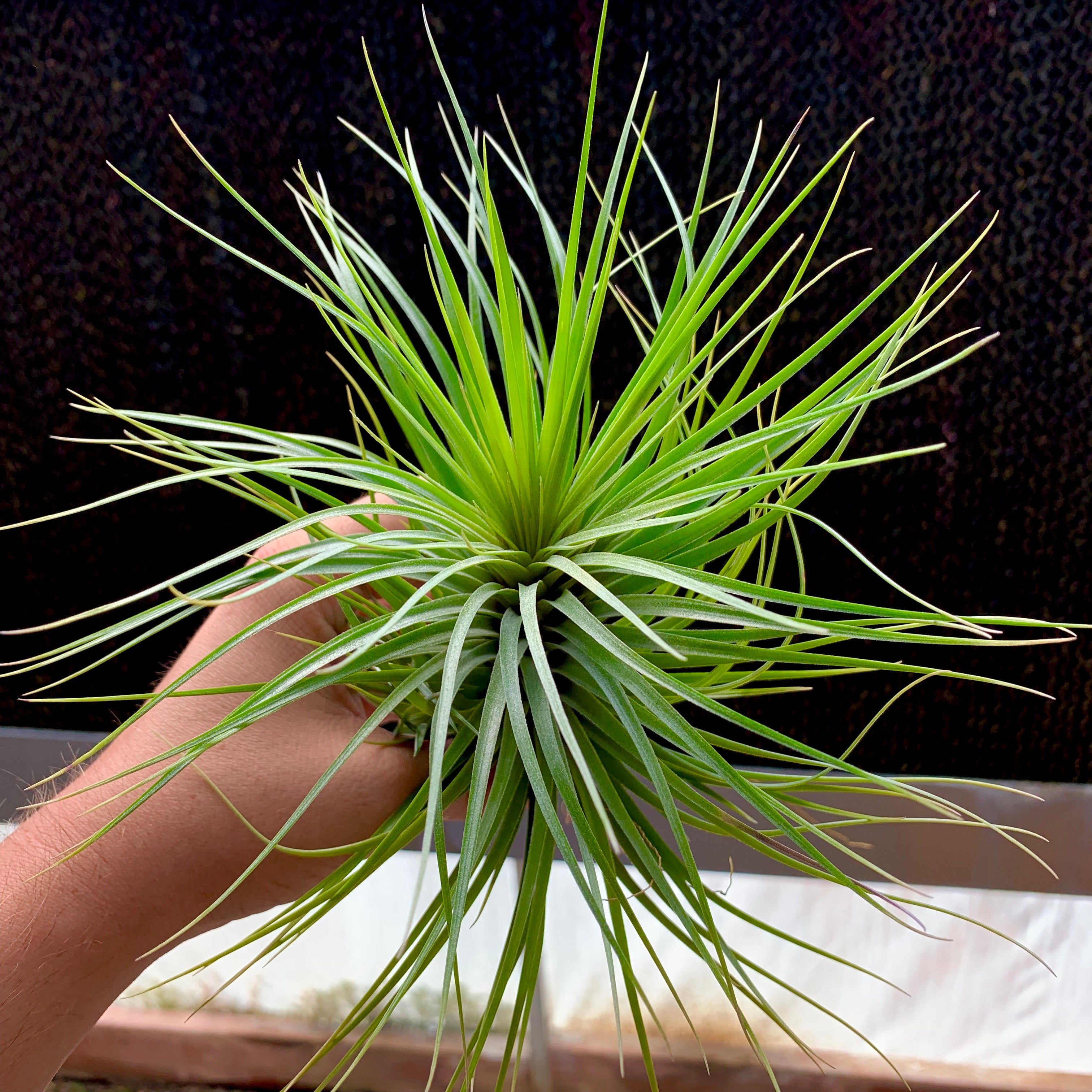 Stricta Maharaja XL