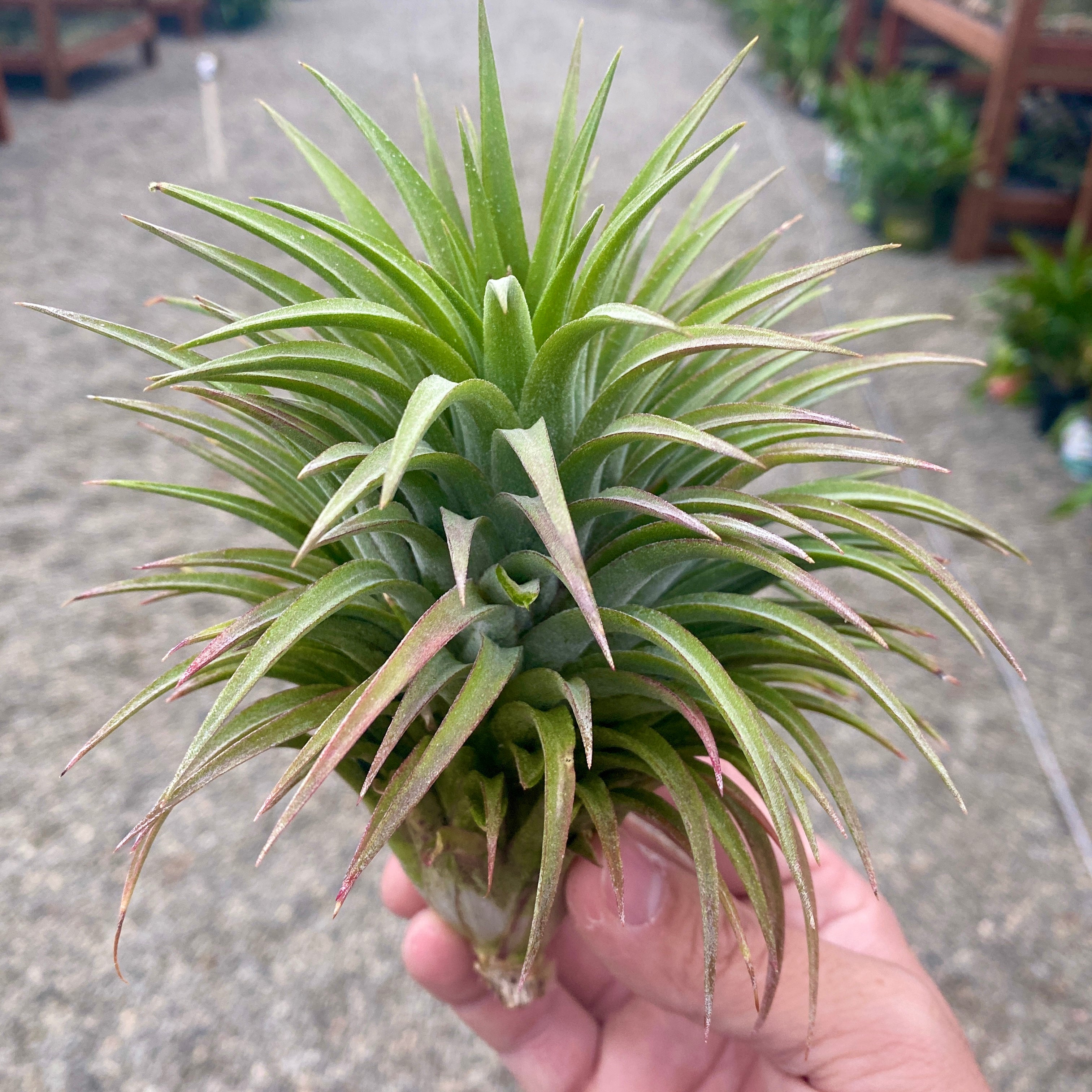 ionantha giant (No ID)